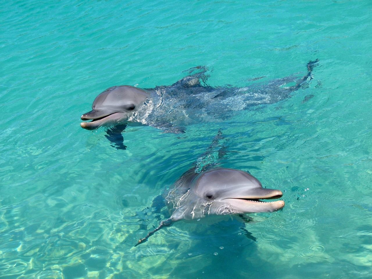 Clearwater Marine Aquarium