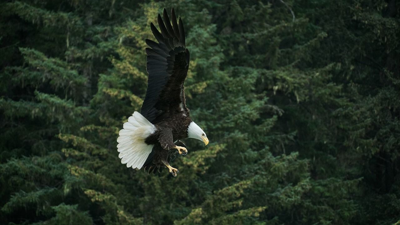 Spot Bald Eagles In Alaska