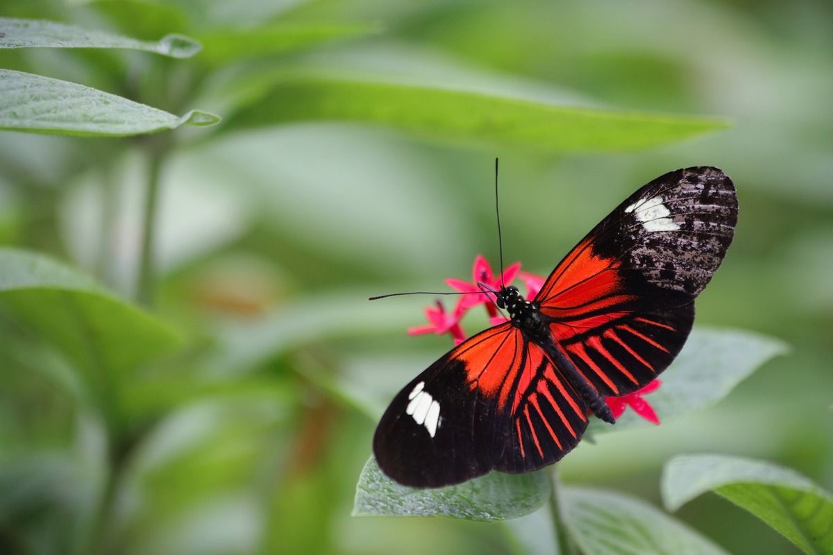 Key West Butterfly And Nature Conservatory