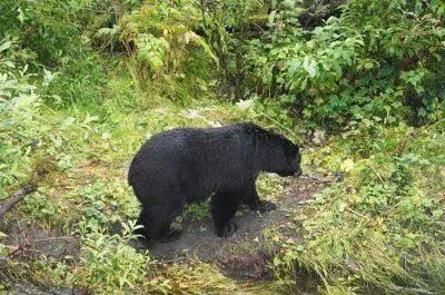 Black Bears In The Wilderness Of Alaska