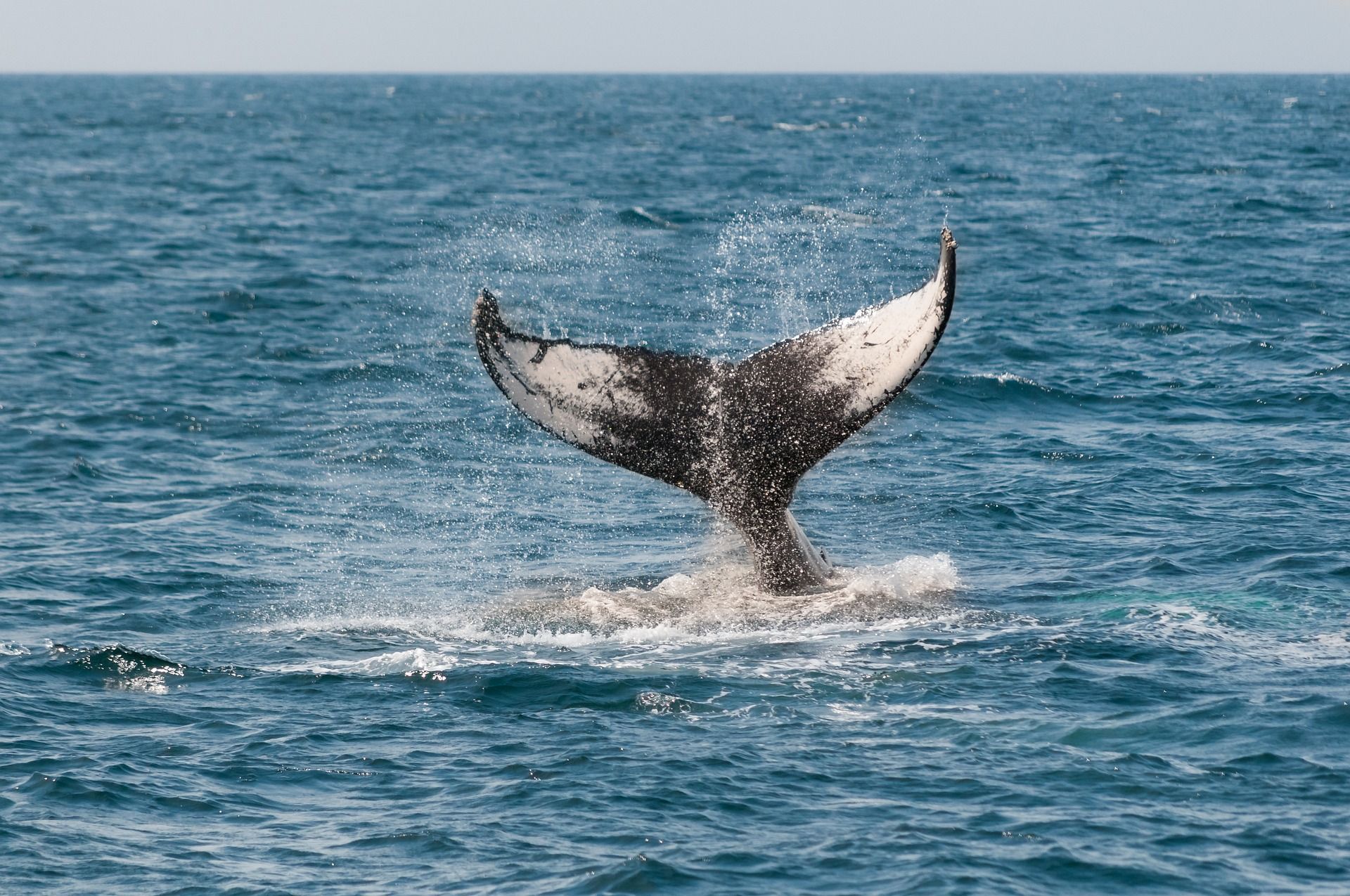 Whale Watching In Hoonah