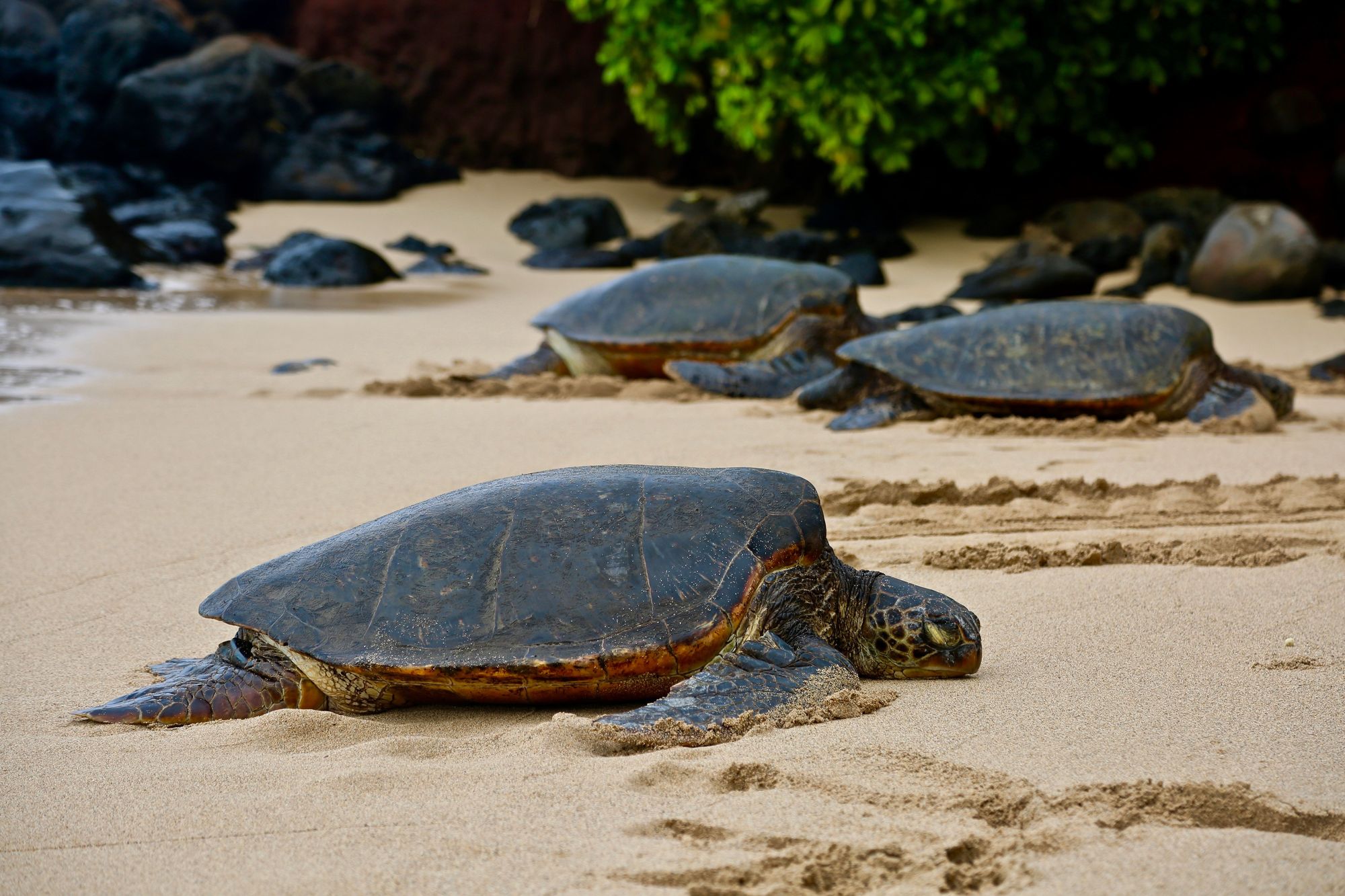 Sea Turtles In Haleiwa Beach