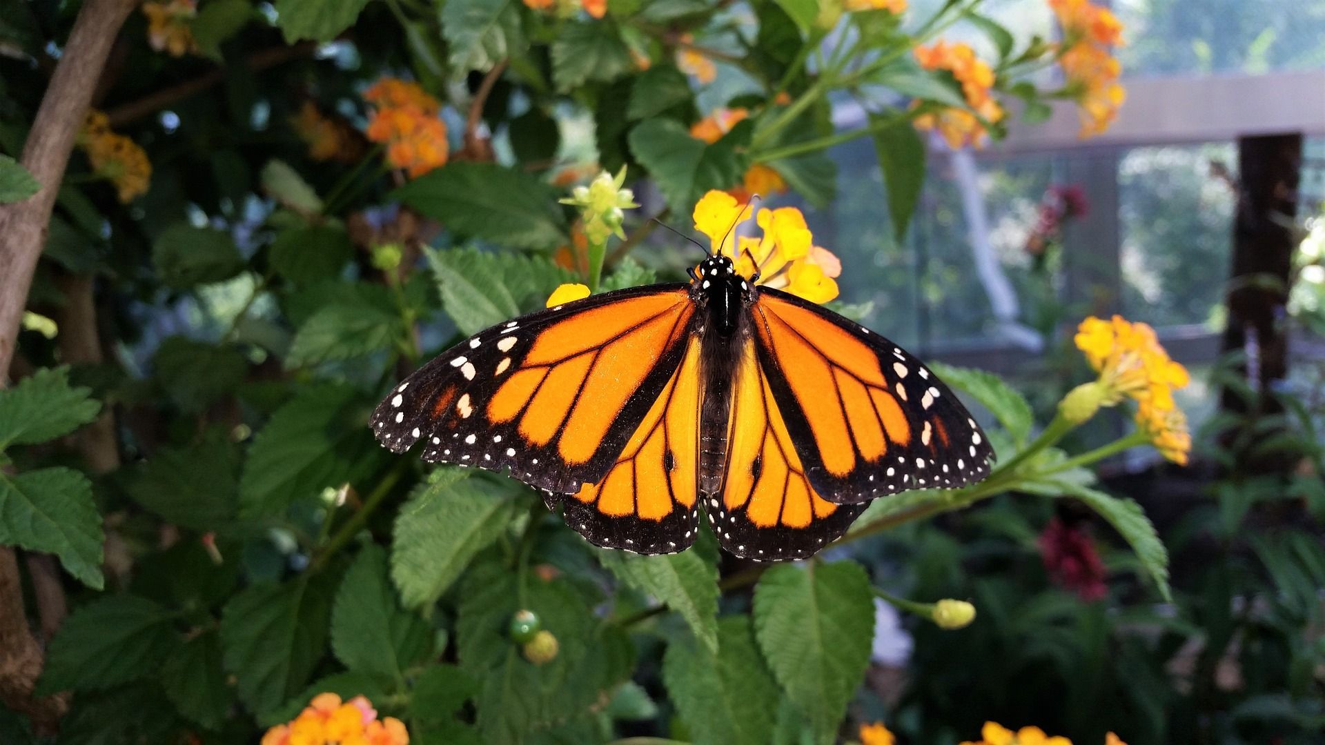 Key West Butterfly & Nature Conservatory