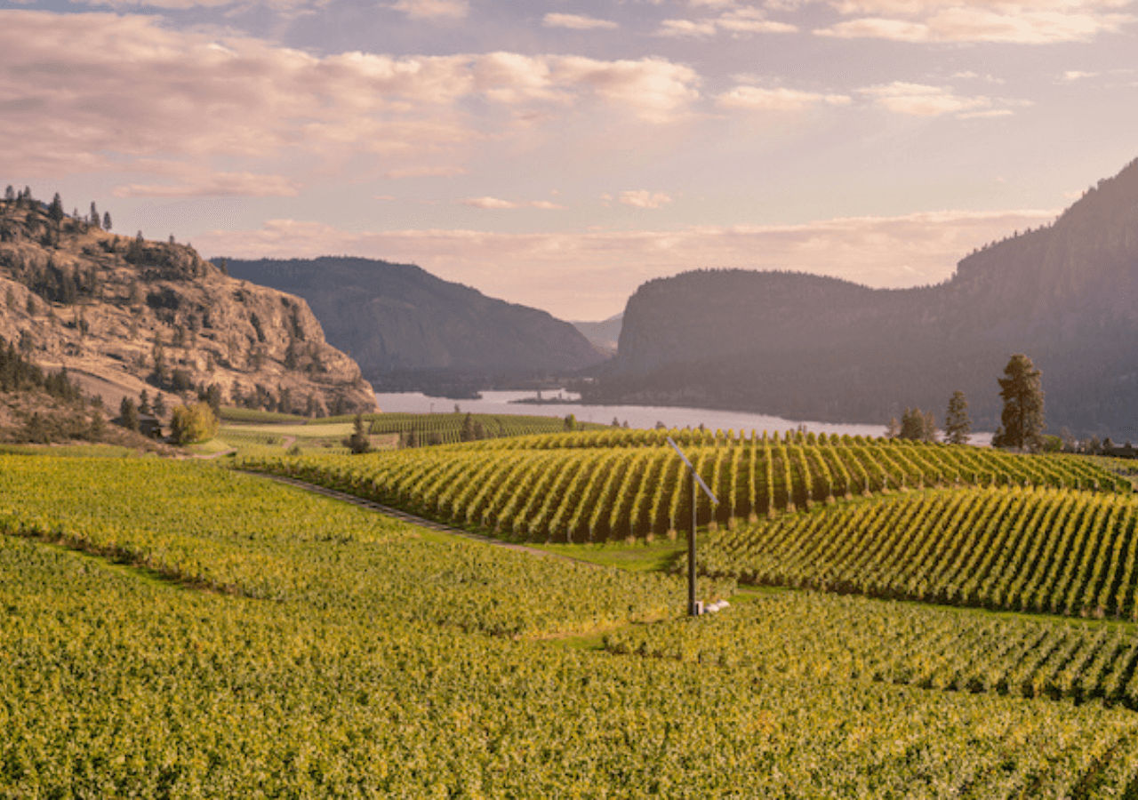 Fields of vineyards with lake in the background in Kelowna, BC
