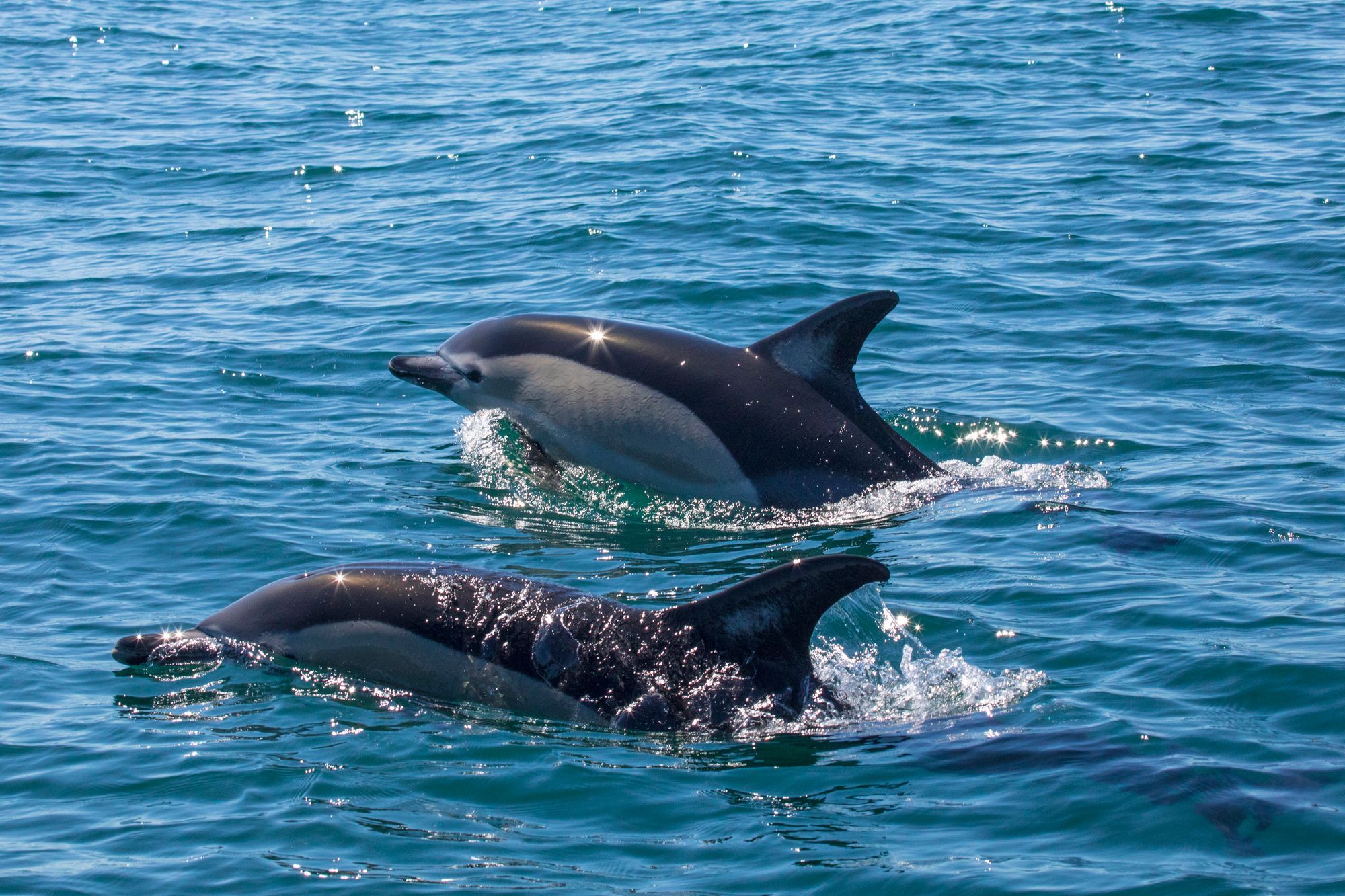 Dolphins Sightings In St. Petersburg 