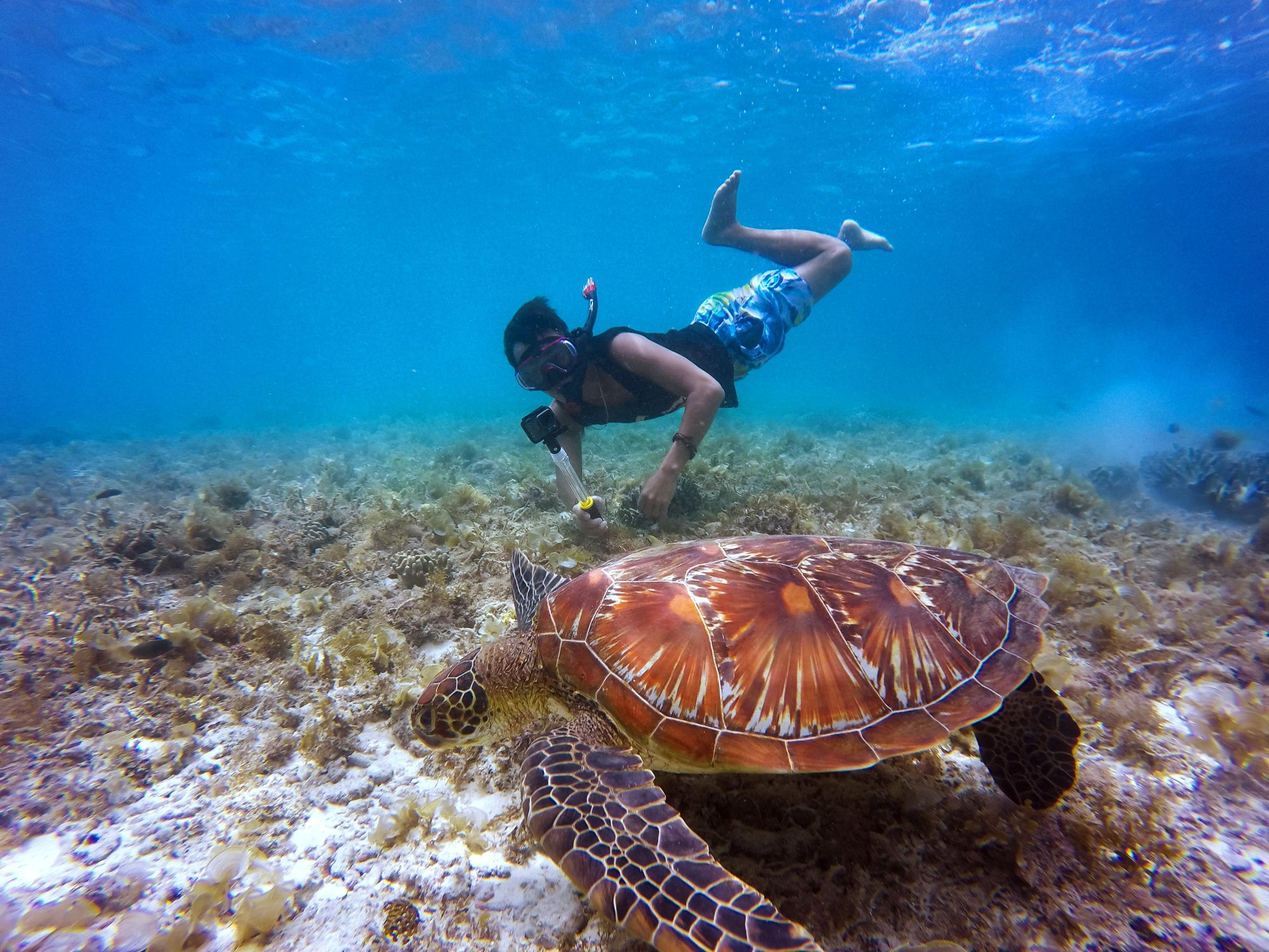 Swim With The Turtles In Hawaii