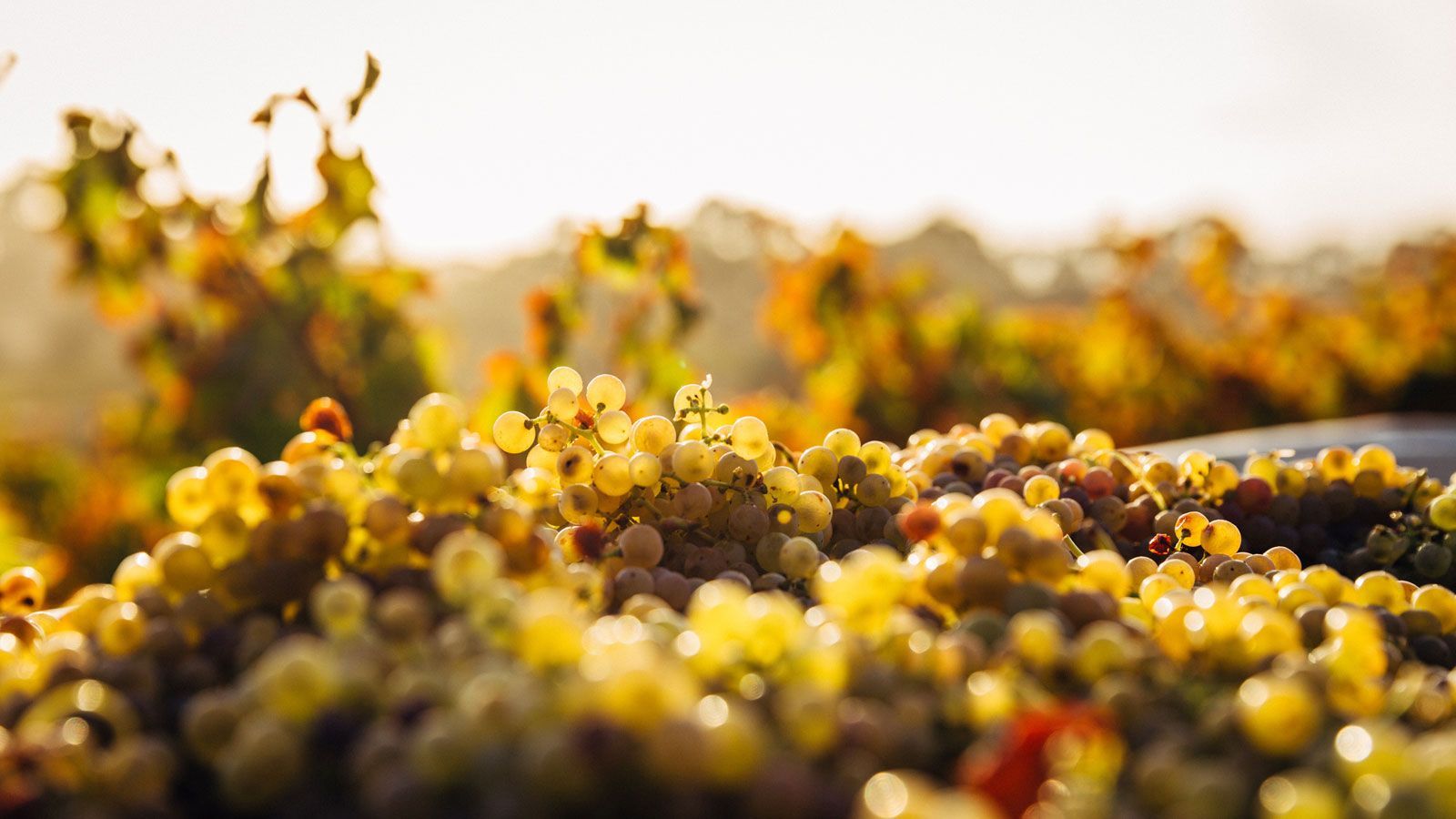 Wine Tasting Scottsdale - Arizona Wineries