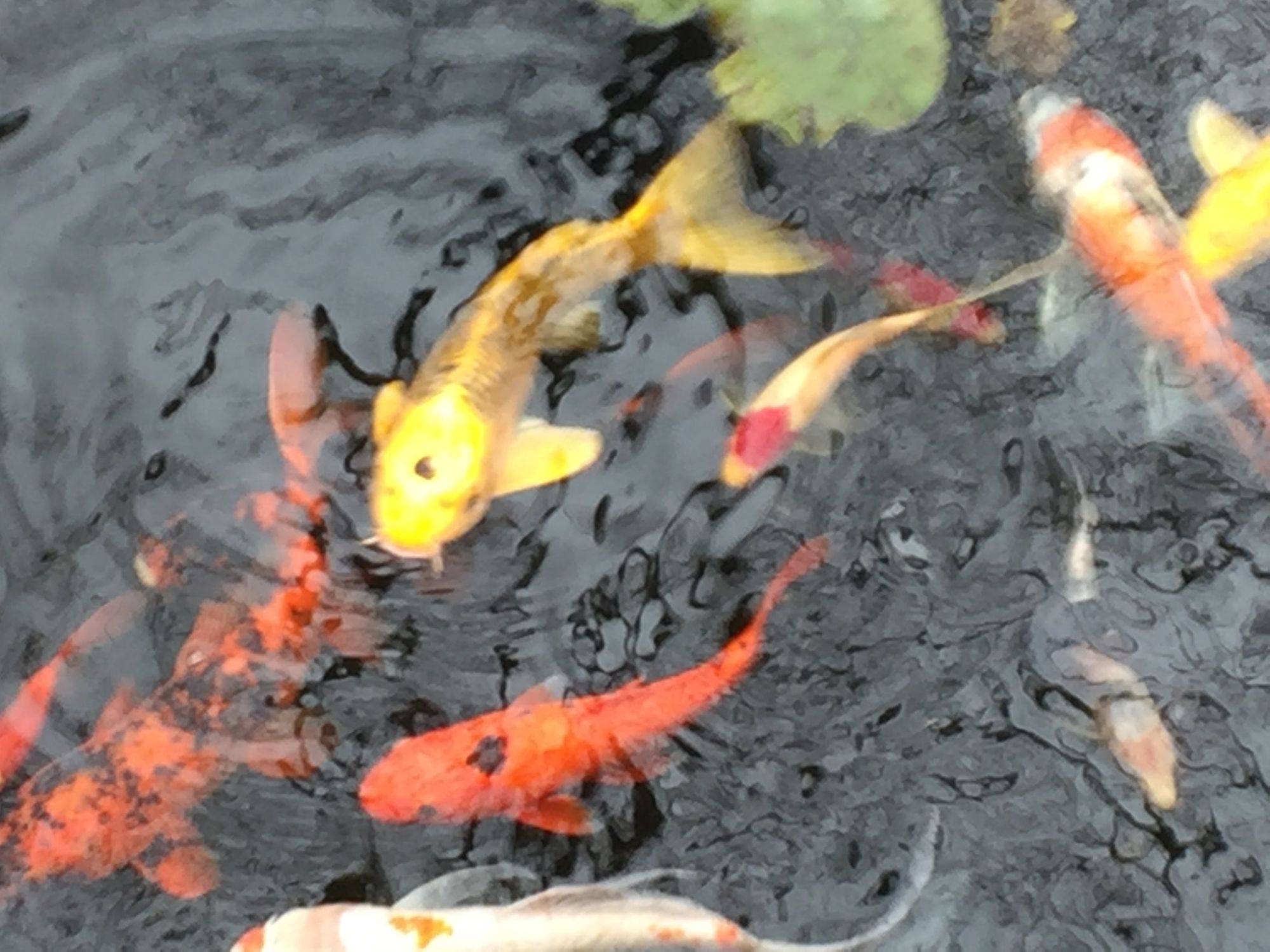 The Koi Pond In The Woods