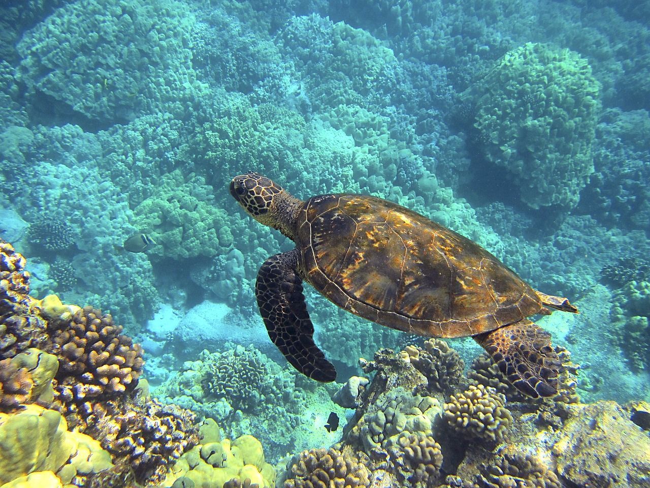 Spectacular Views Of Wild Sea Turtles At Spotts Beach