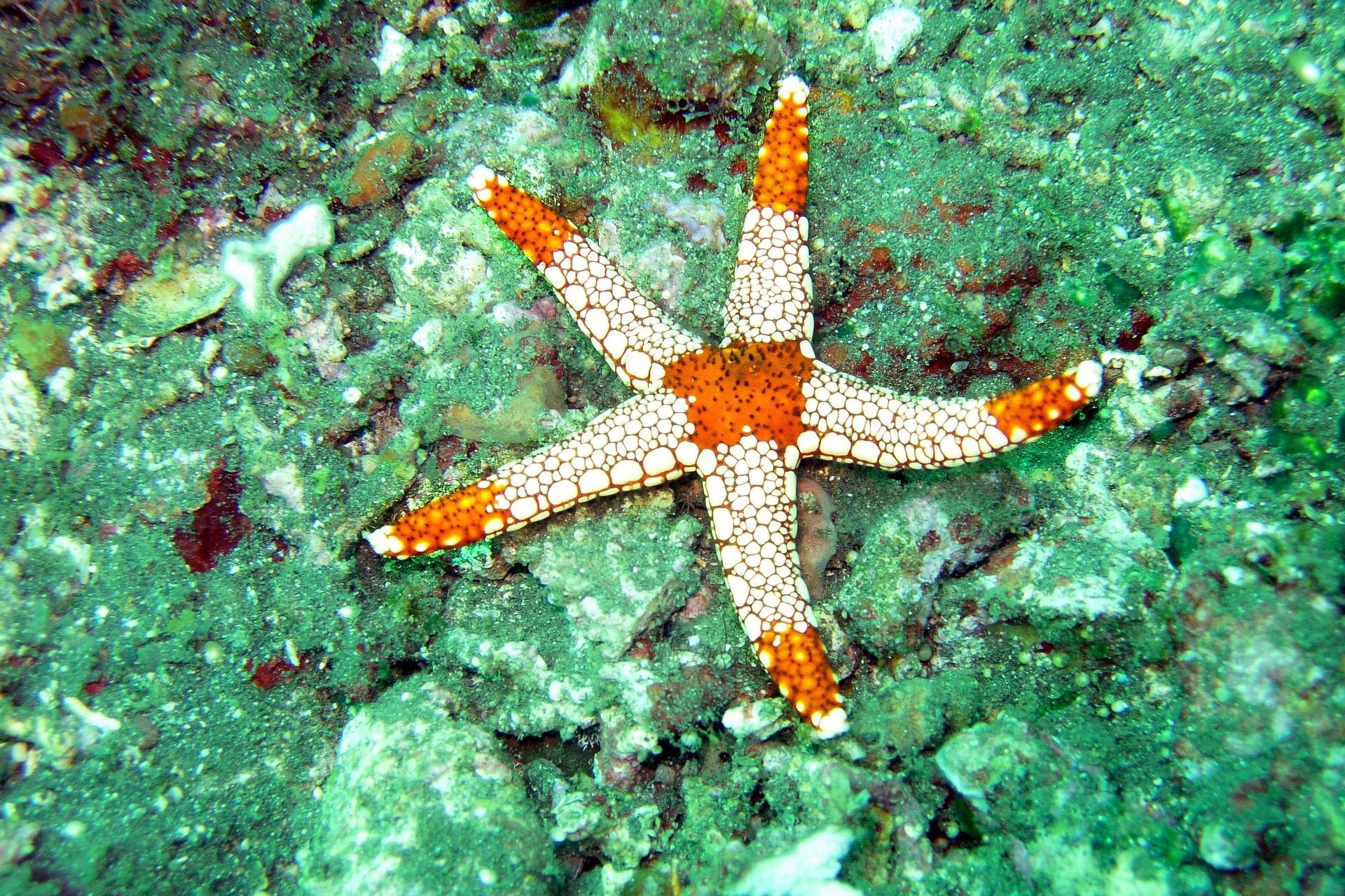 One-Of-A-Kind Encounter At Starfish Point