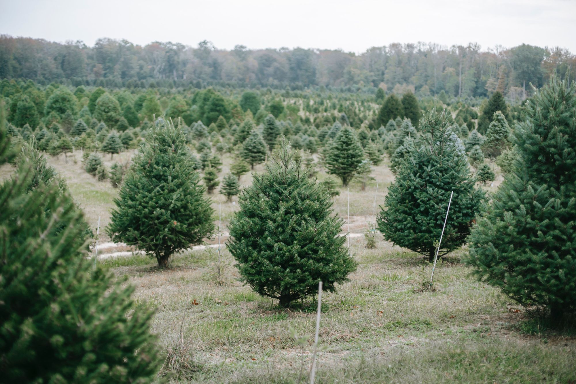 Ergle Christmas Tree Farm