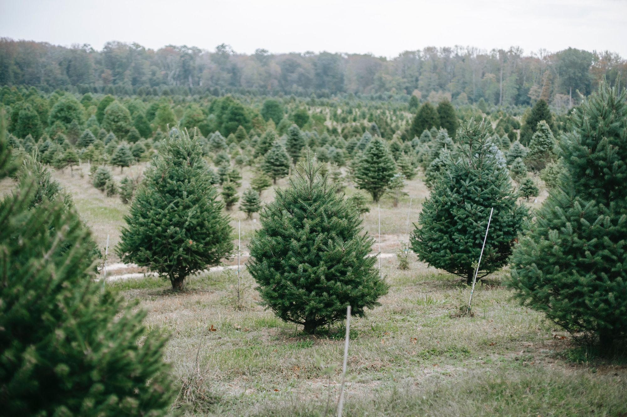 Perfect Holiday At Ergle Christmas Tree Farm