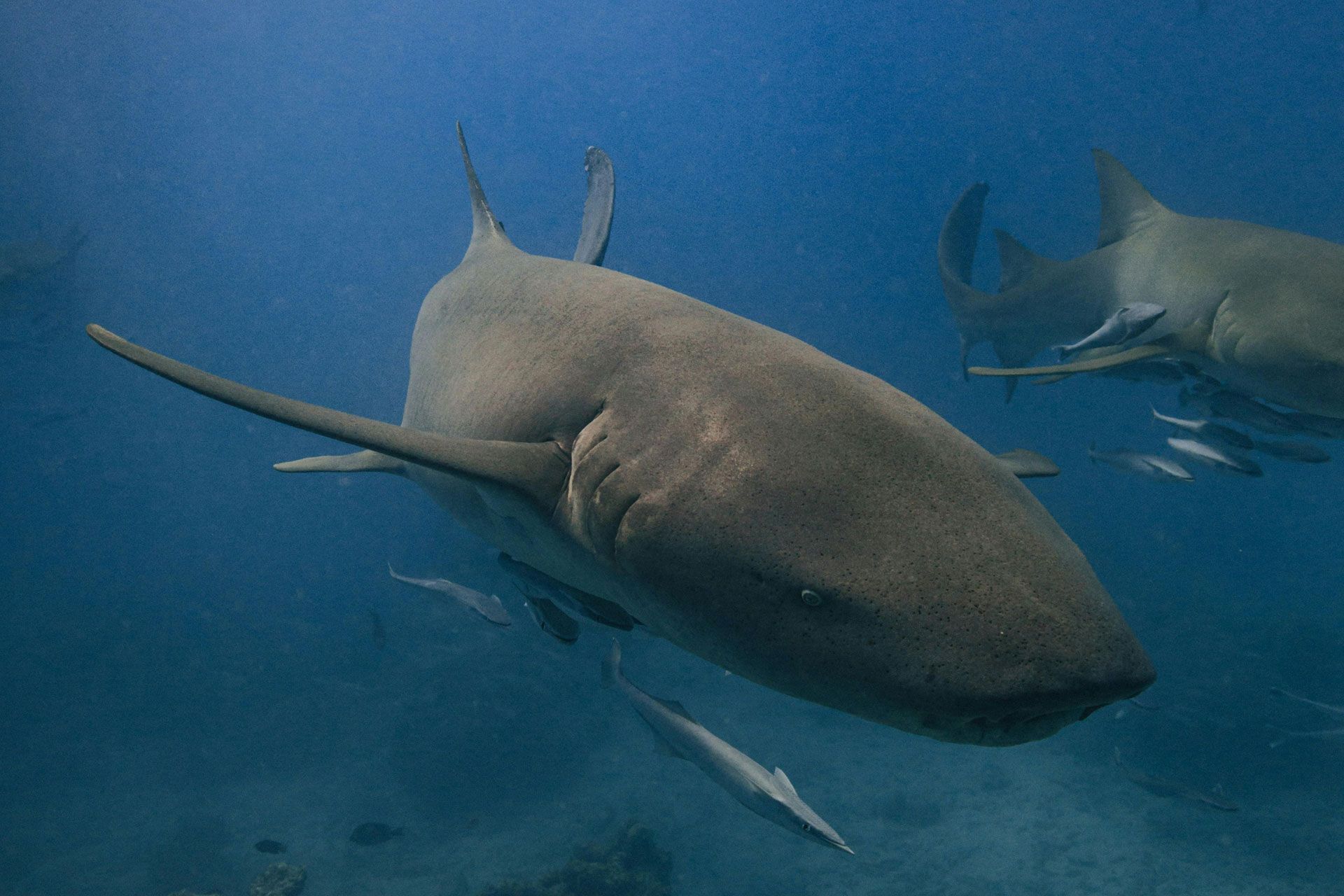 Nurse Sharks