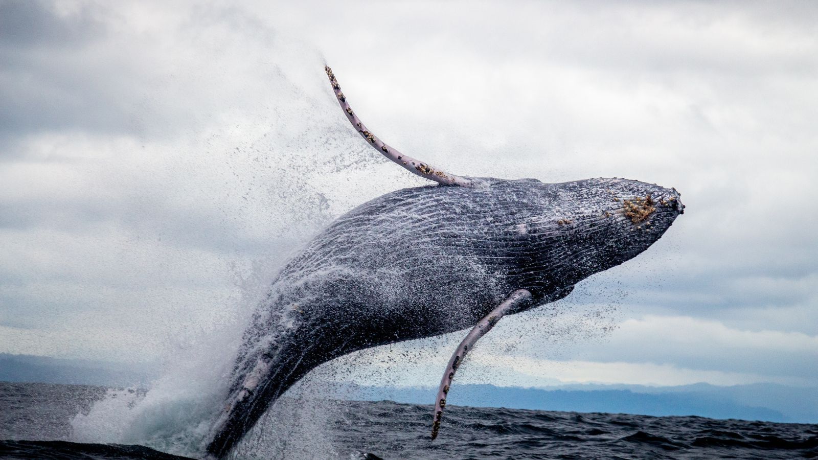 Whale Watching