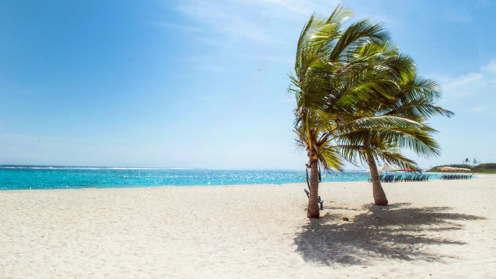 palm trees  and sandy beach