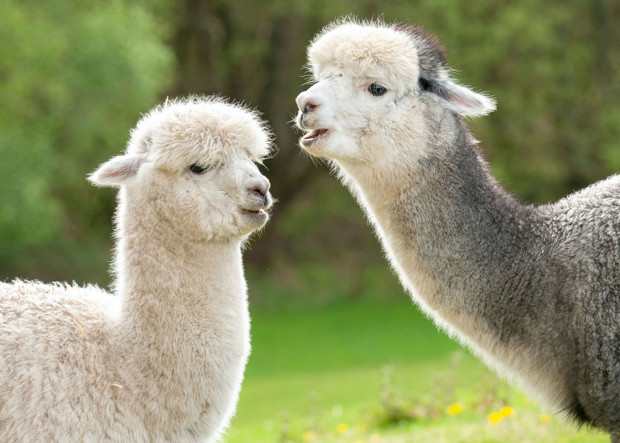 Alcapas at Monroe County Sheriff’s Office Children’s Animal Farm