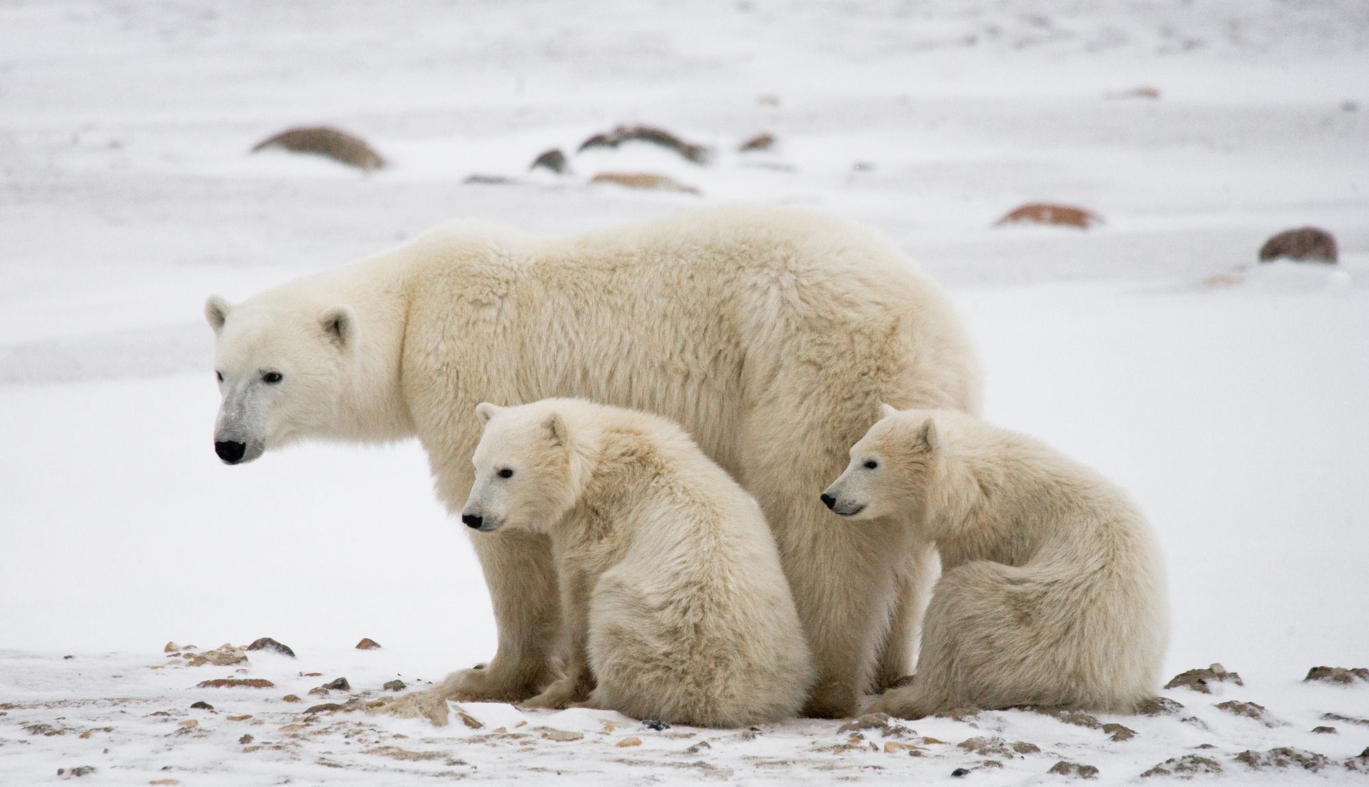 Polar Bears On Kodiak Island