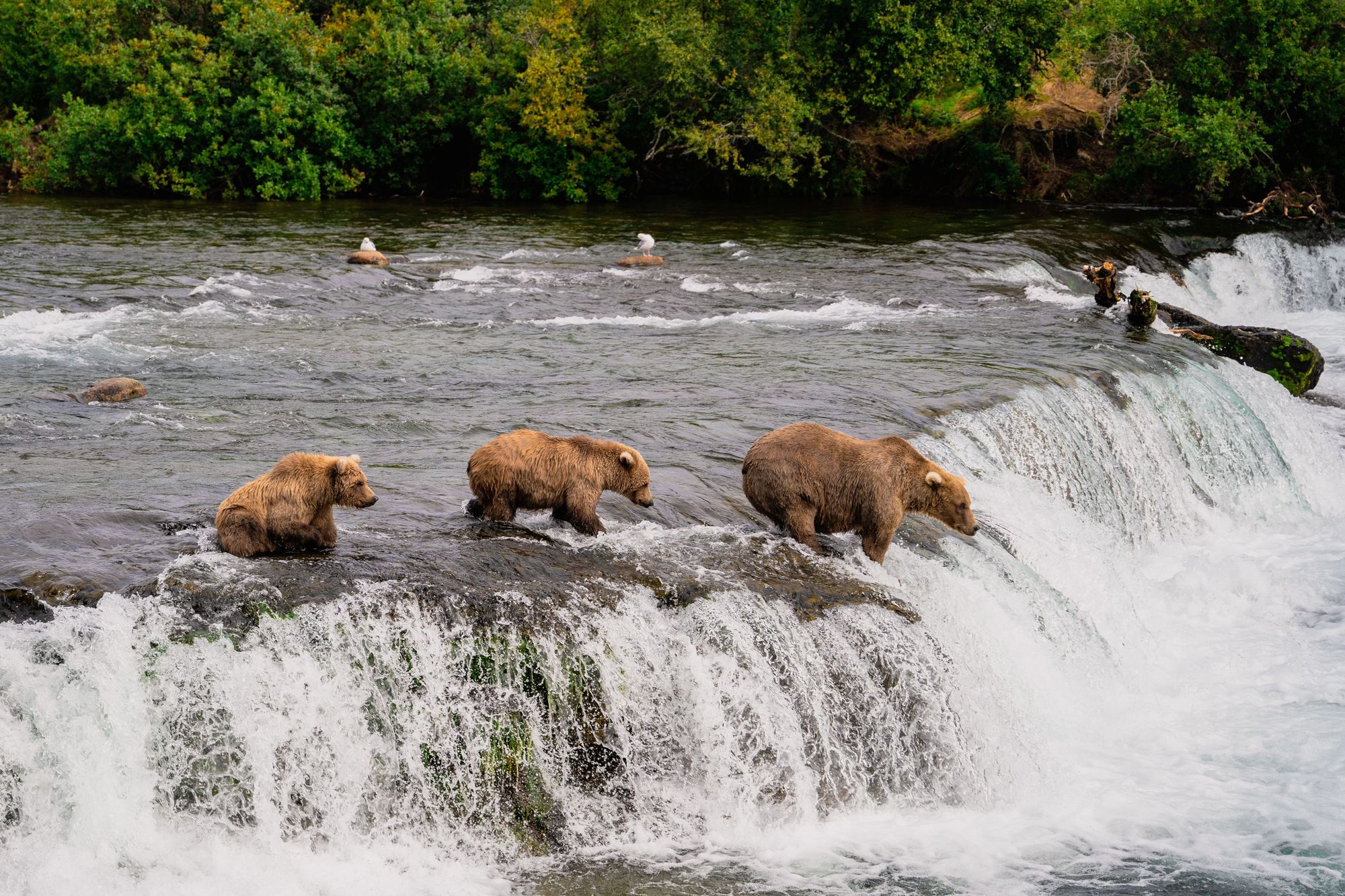 Bear Activity At Brook Falls In Katmai National Park