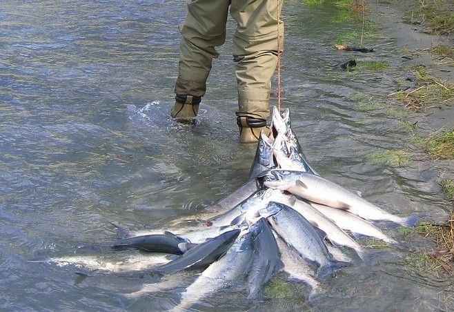 Salmon Season - Fishing In Alaska