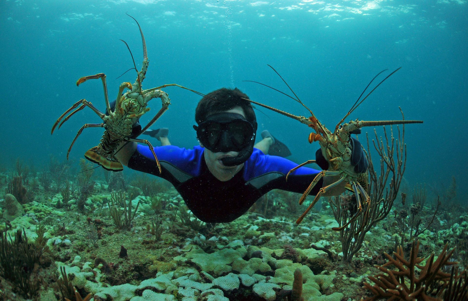 Lobster Season In Key West - Catching Lobsters