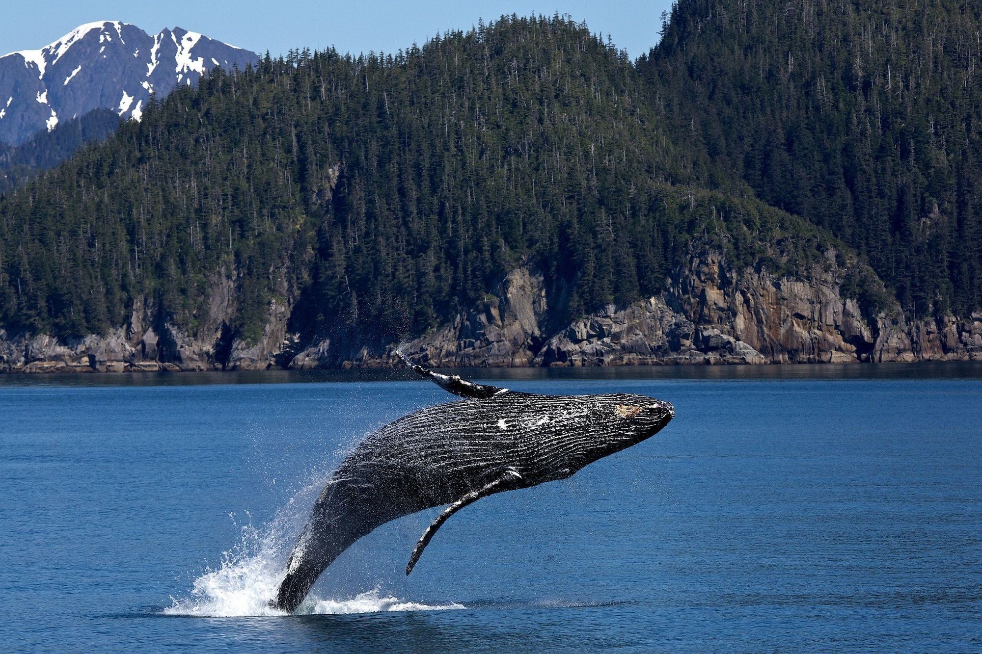 Whale Watch In Alaska