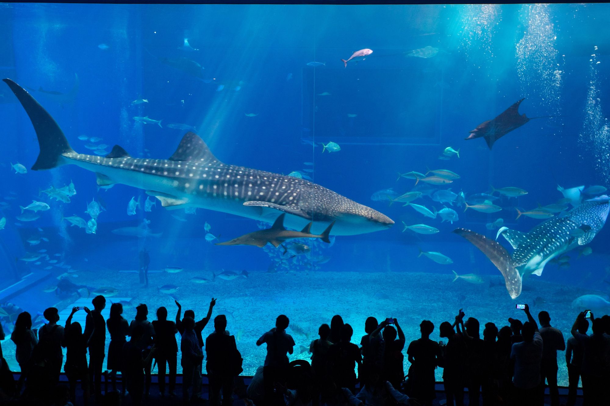 First Date At The Aquarium