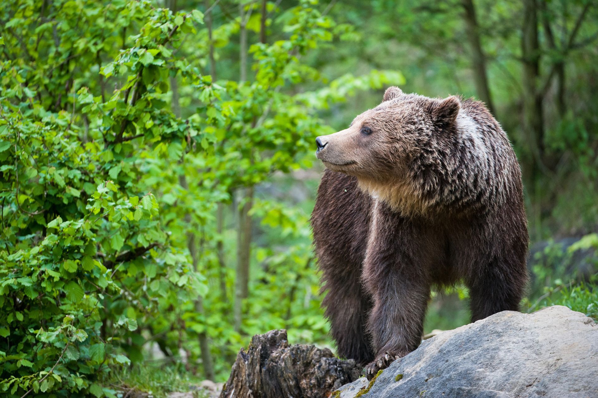 Brown Bear Search