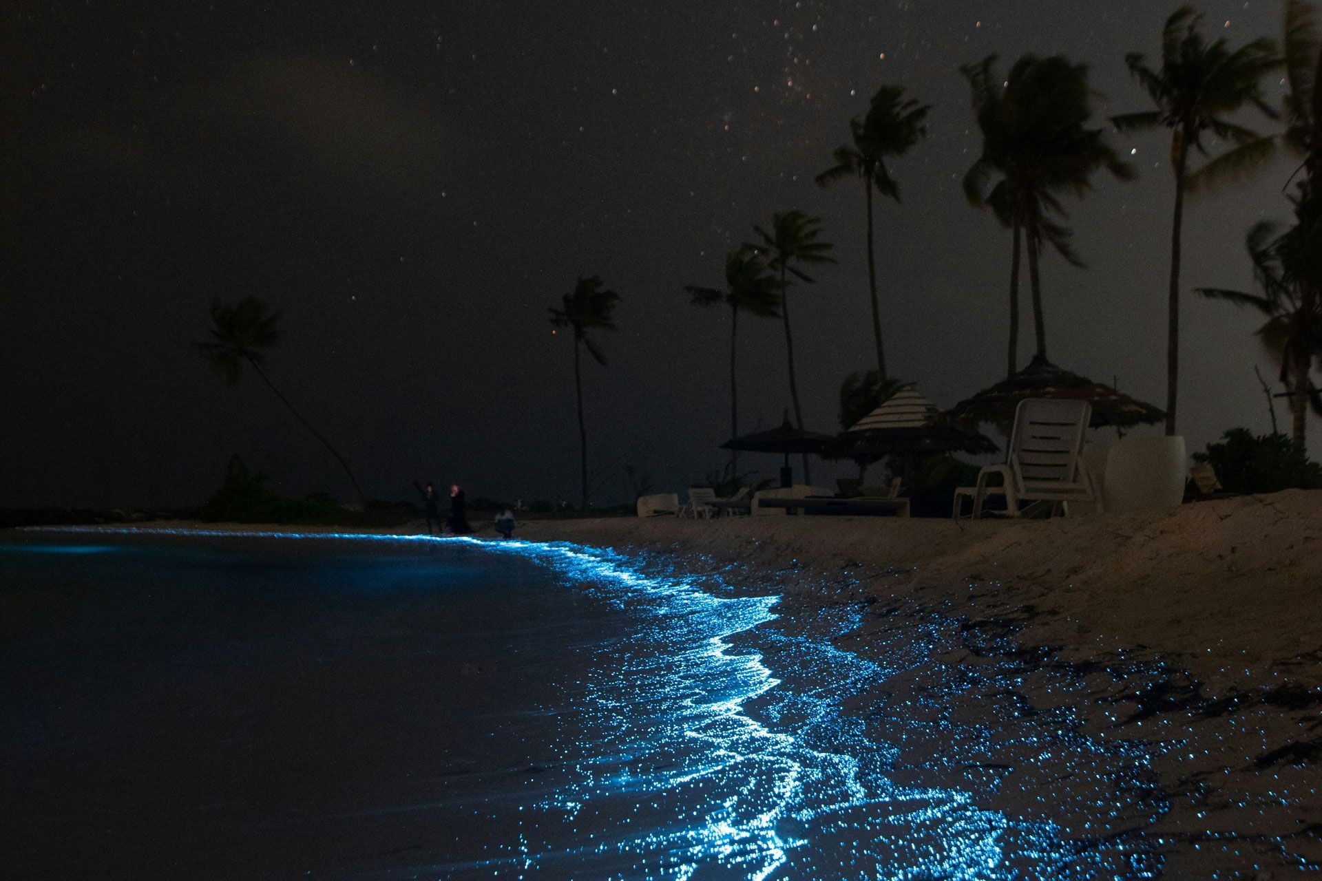 Bioluminescent Bay