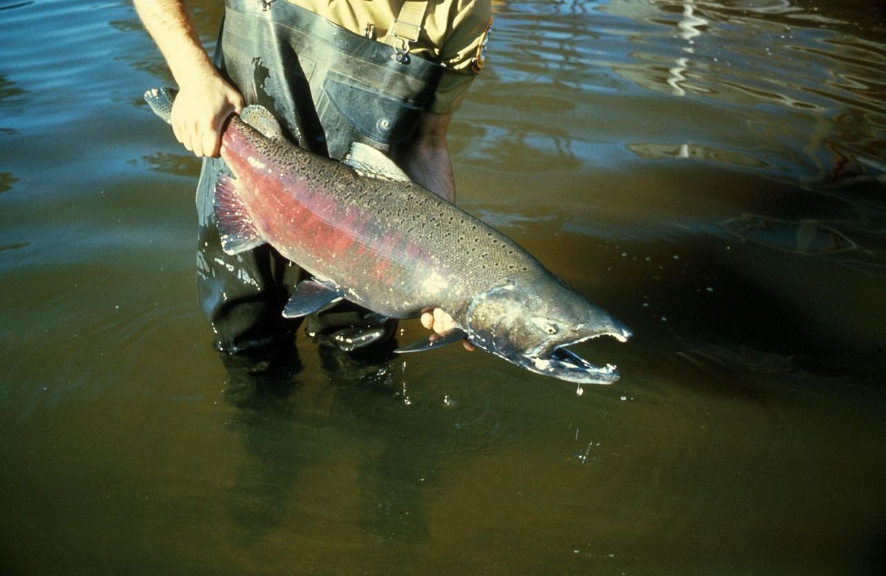 King Salmon Fishing In Kenai River