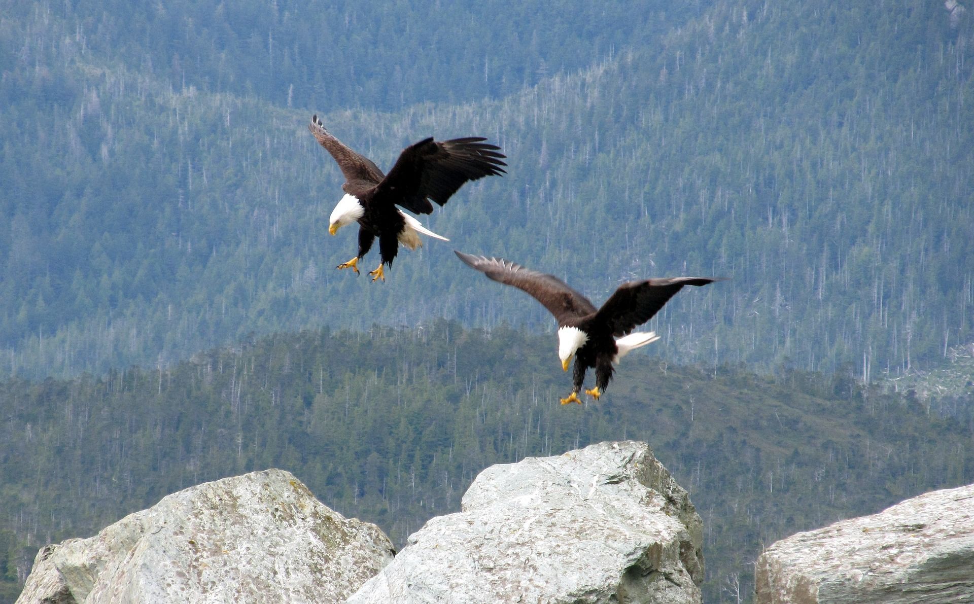 Bald Eagles In Alaska