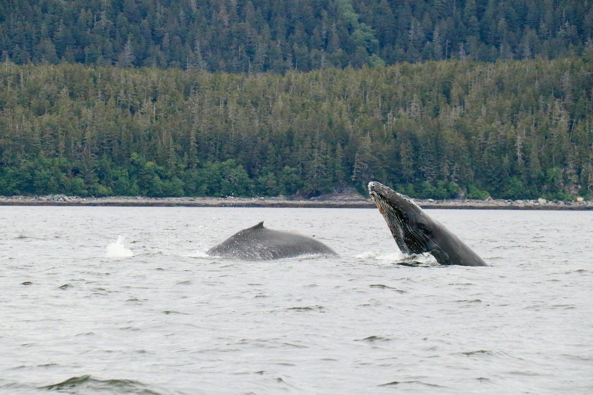 Kayaking Experience With Humpback Whales