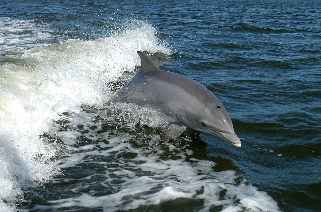 Dolphins Swim Along Bayshore Boulevard