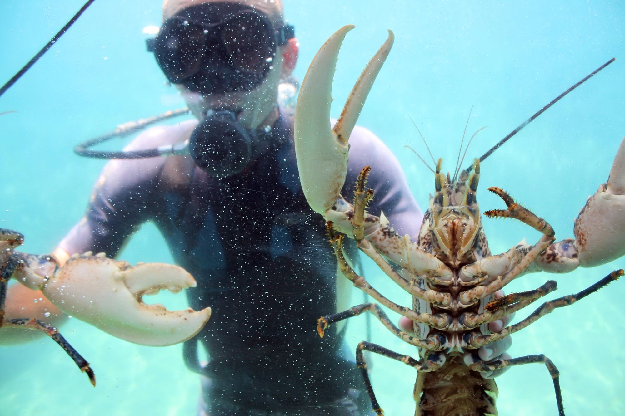 Key West Lobster Harvesting