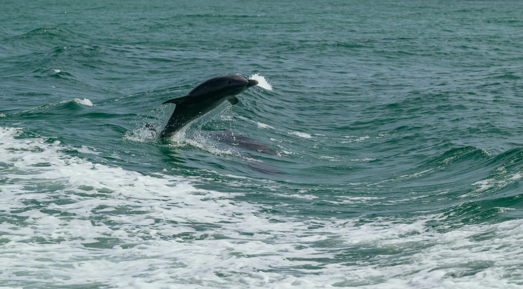 Dolphin Sightseeing in Tamba Bay