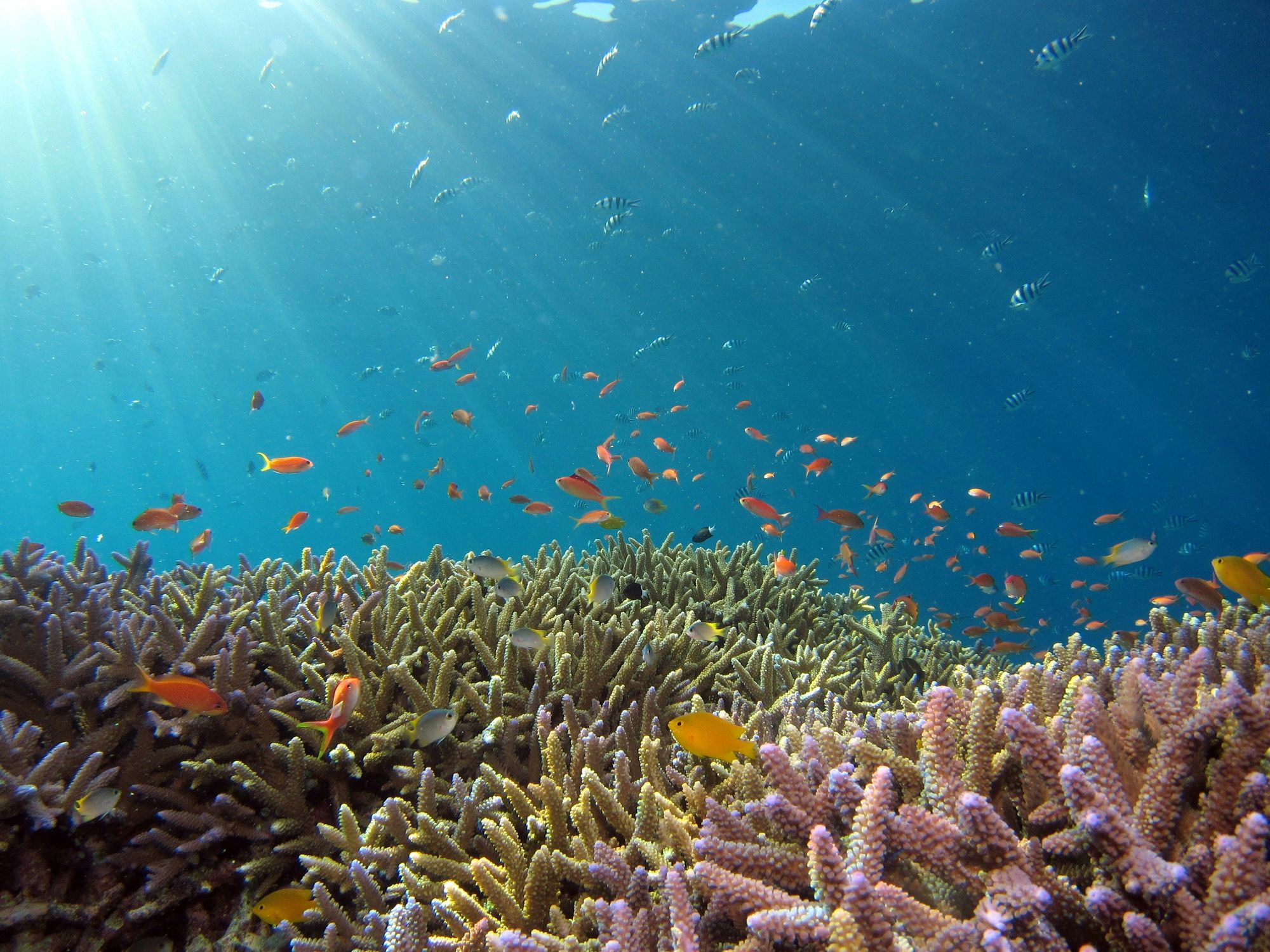 Staghorn Coral And Reef Fish At Cemetery Beach