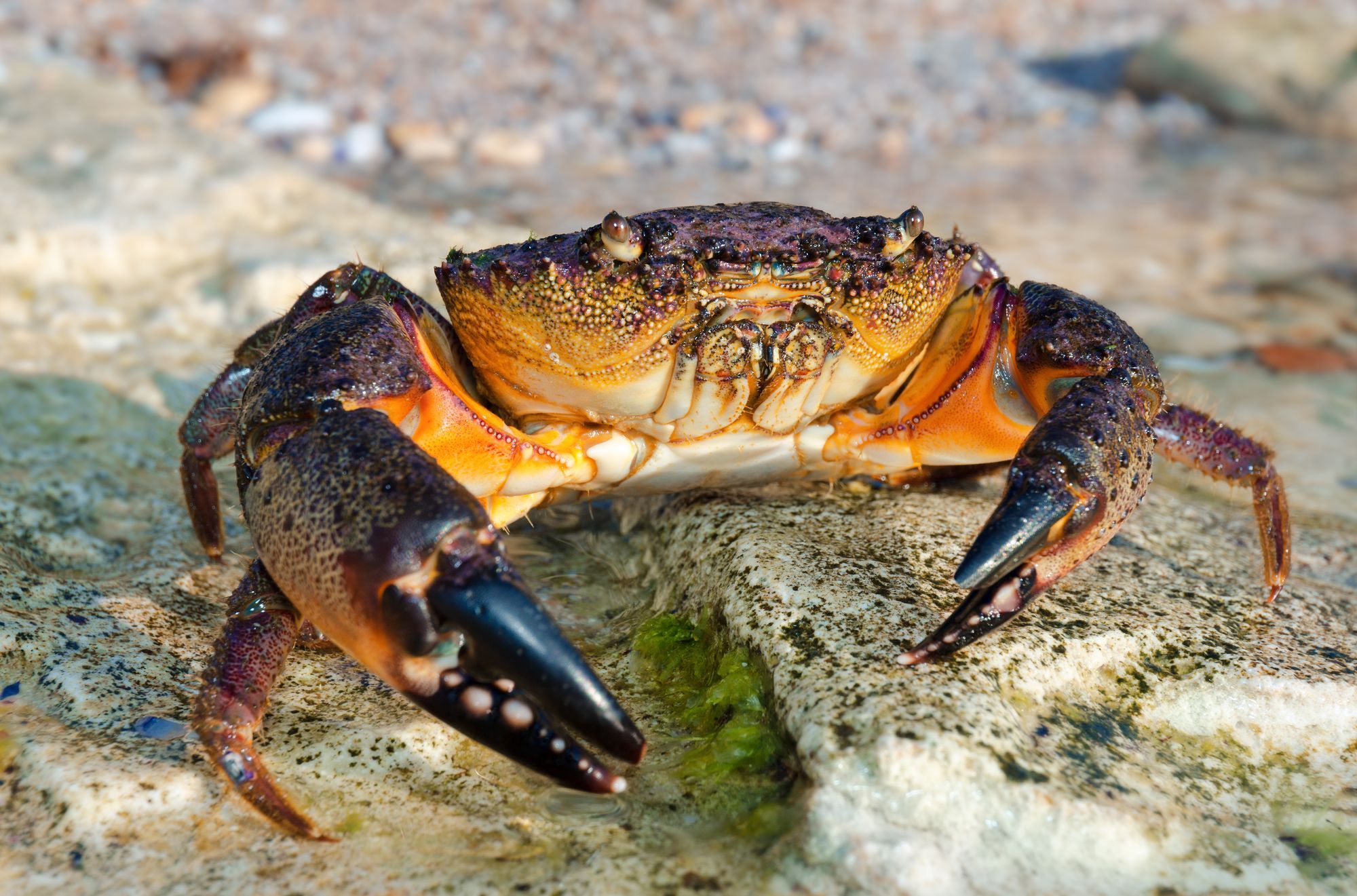 Key West Crab