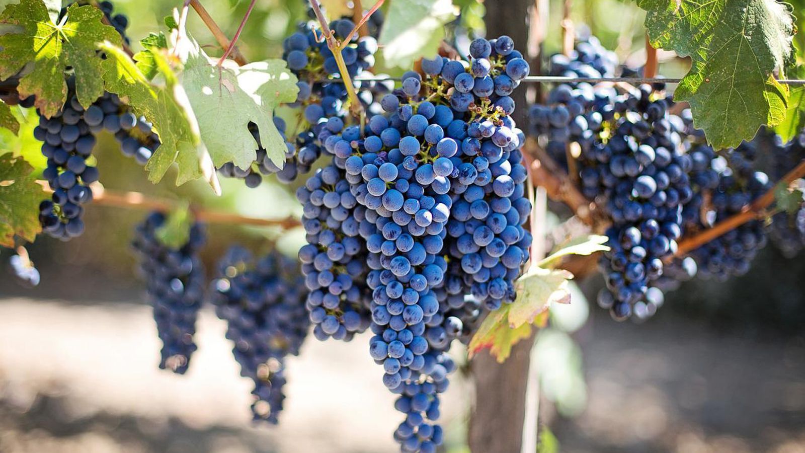 Signor Vineyards