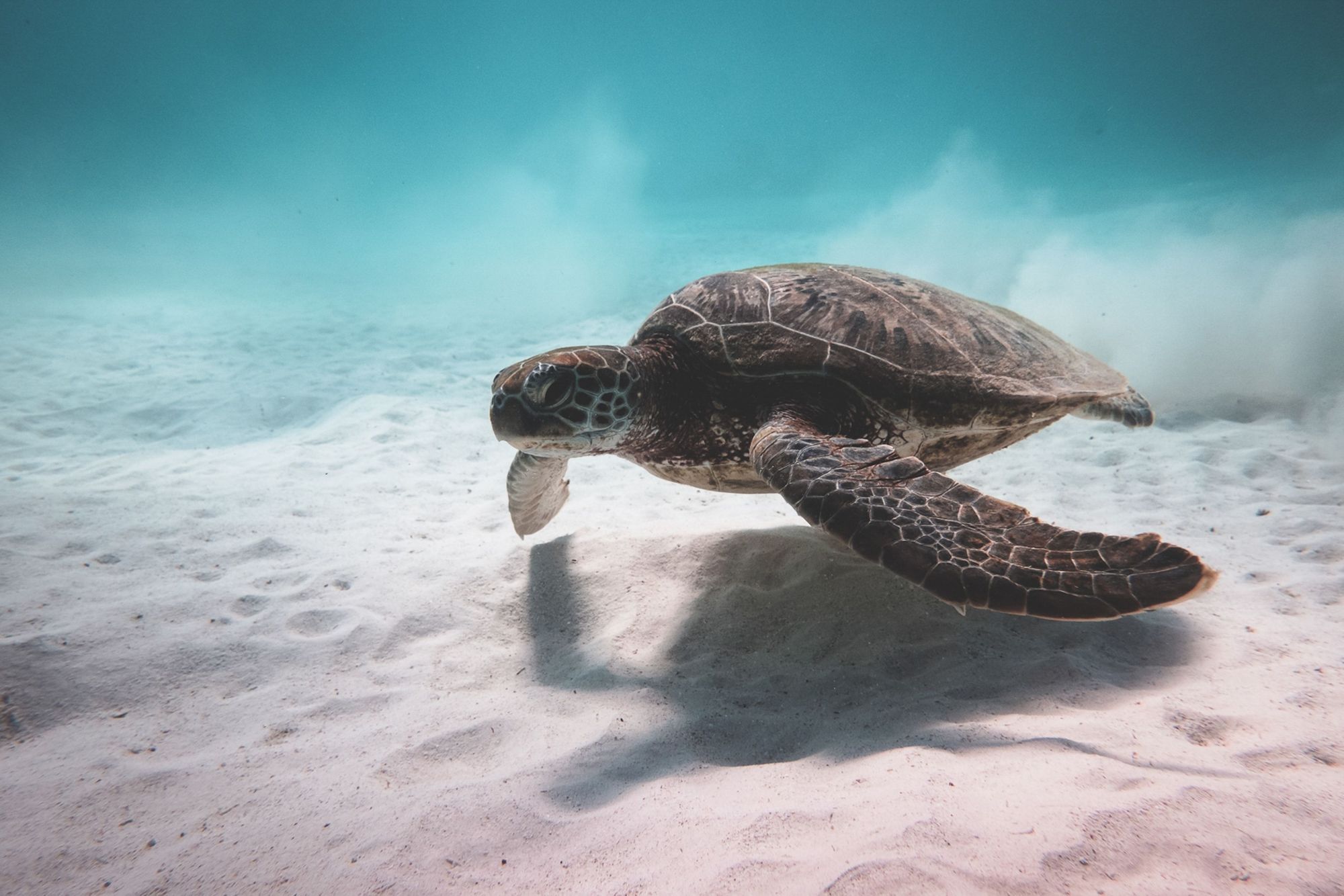 Sea Turtle In Electric Beach