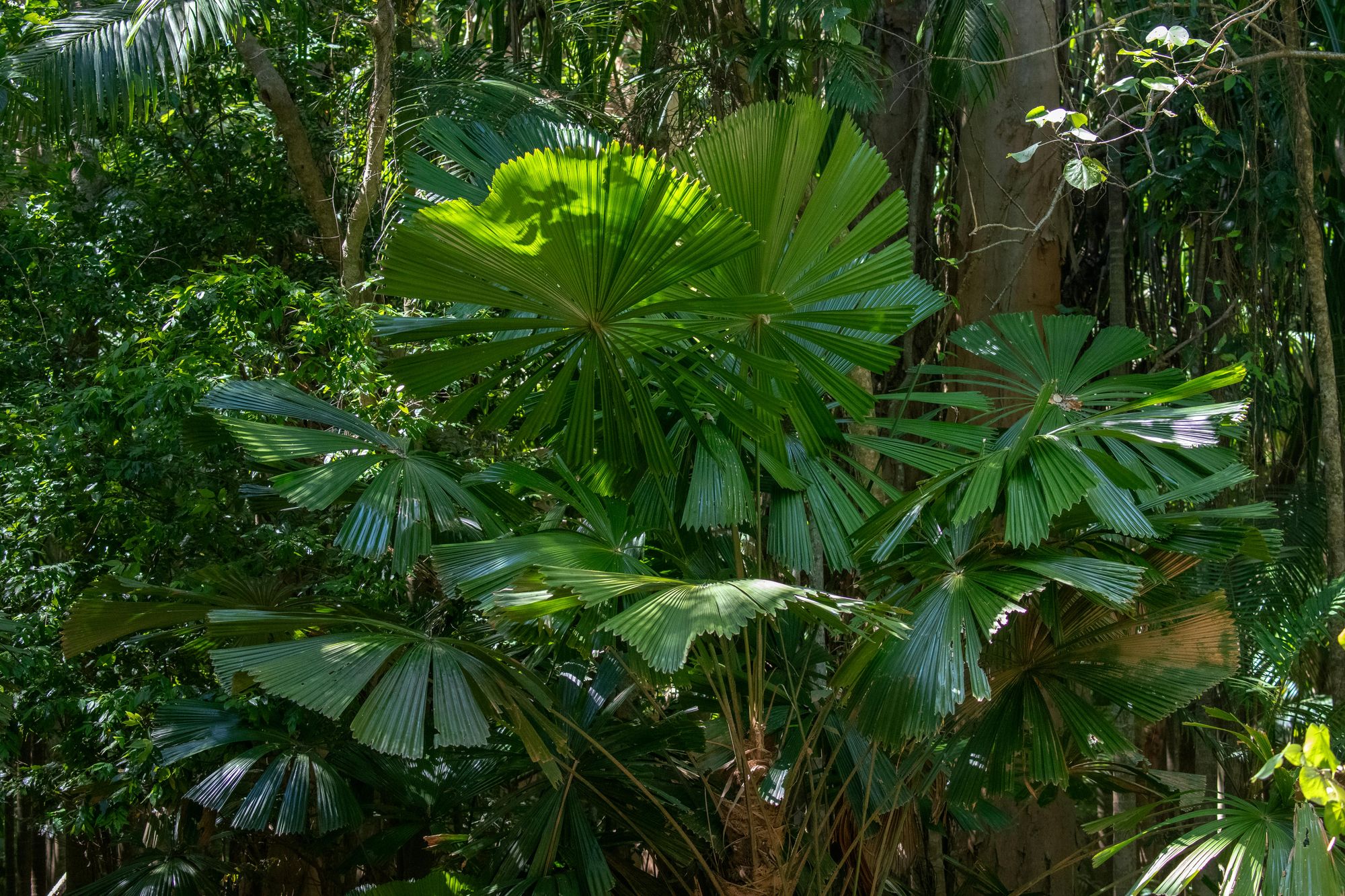 Key West Tropical Forest & Botanical Garden