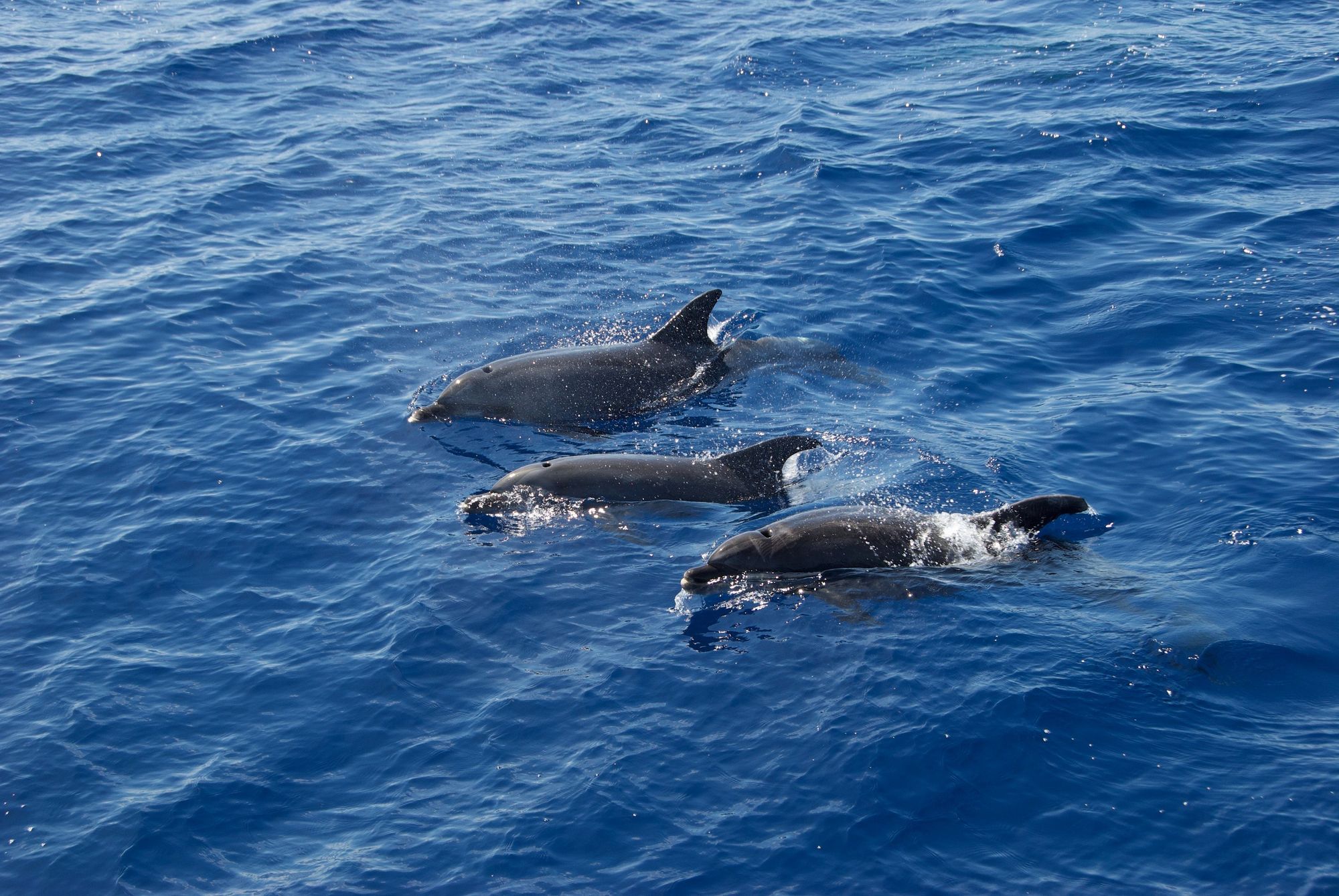 Dolphin Cruise