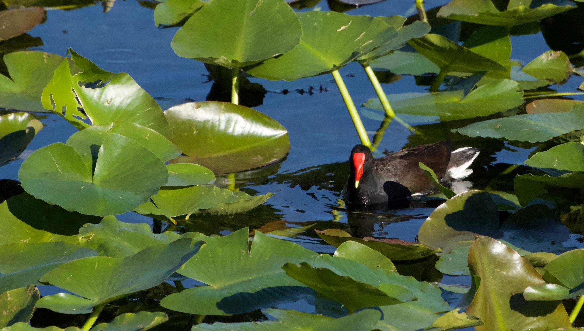 A Duck In A Pond At Florida Botanical Gardens