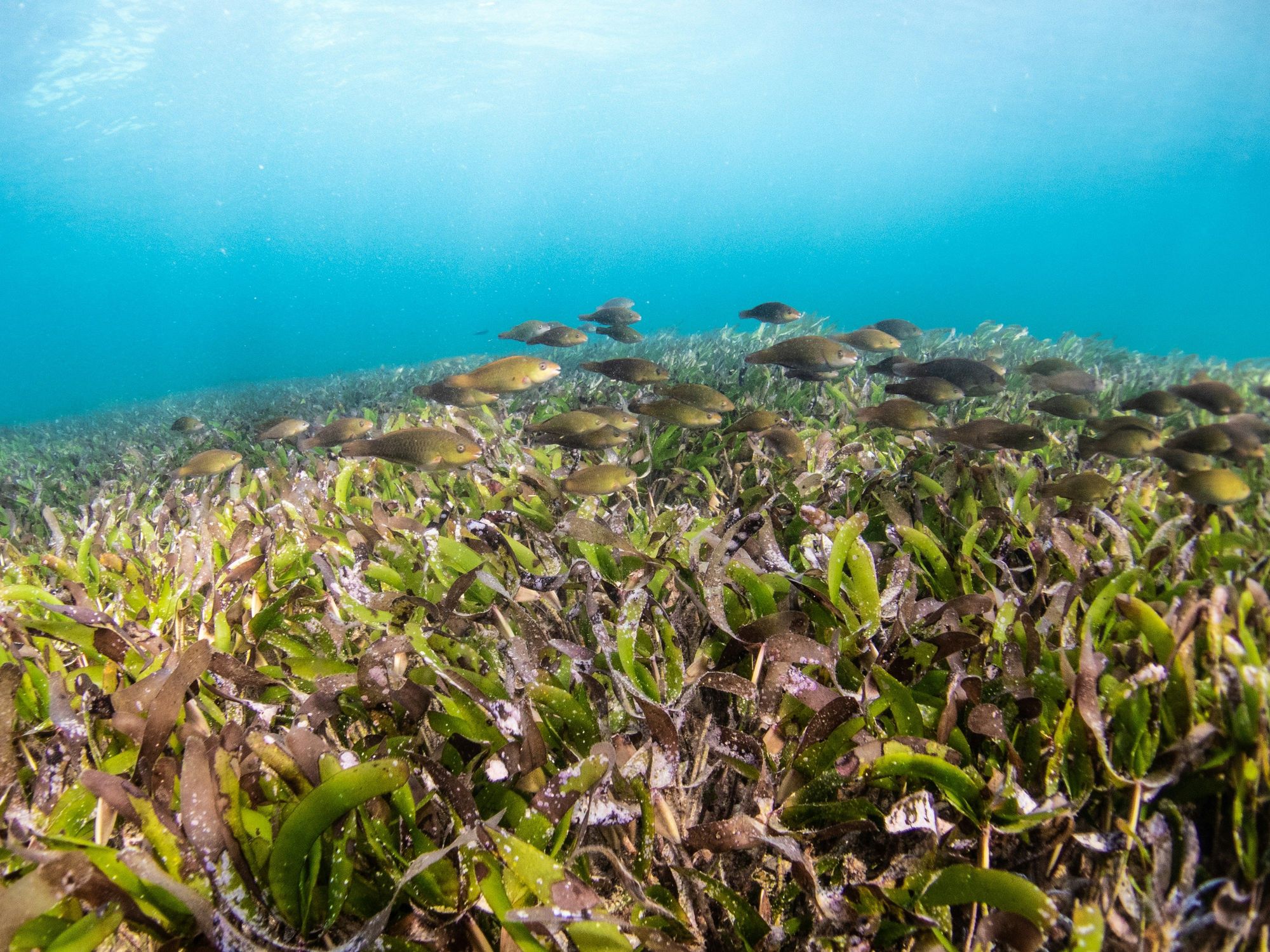 Underwater Seagrass And Other Sea Creatures