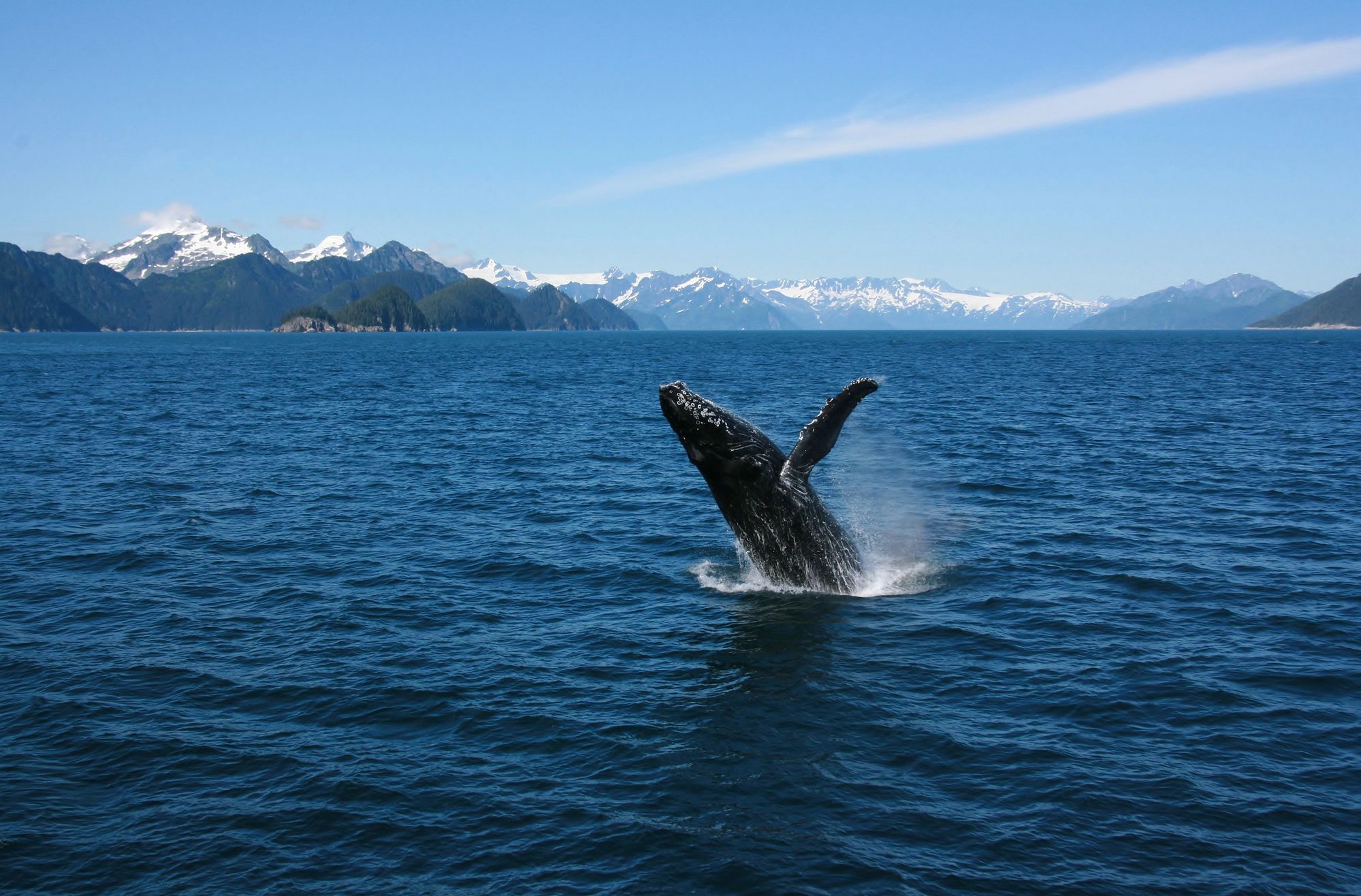 Best Time To Cruise And Whale Watching In Alaska