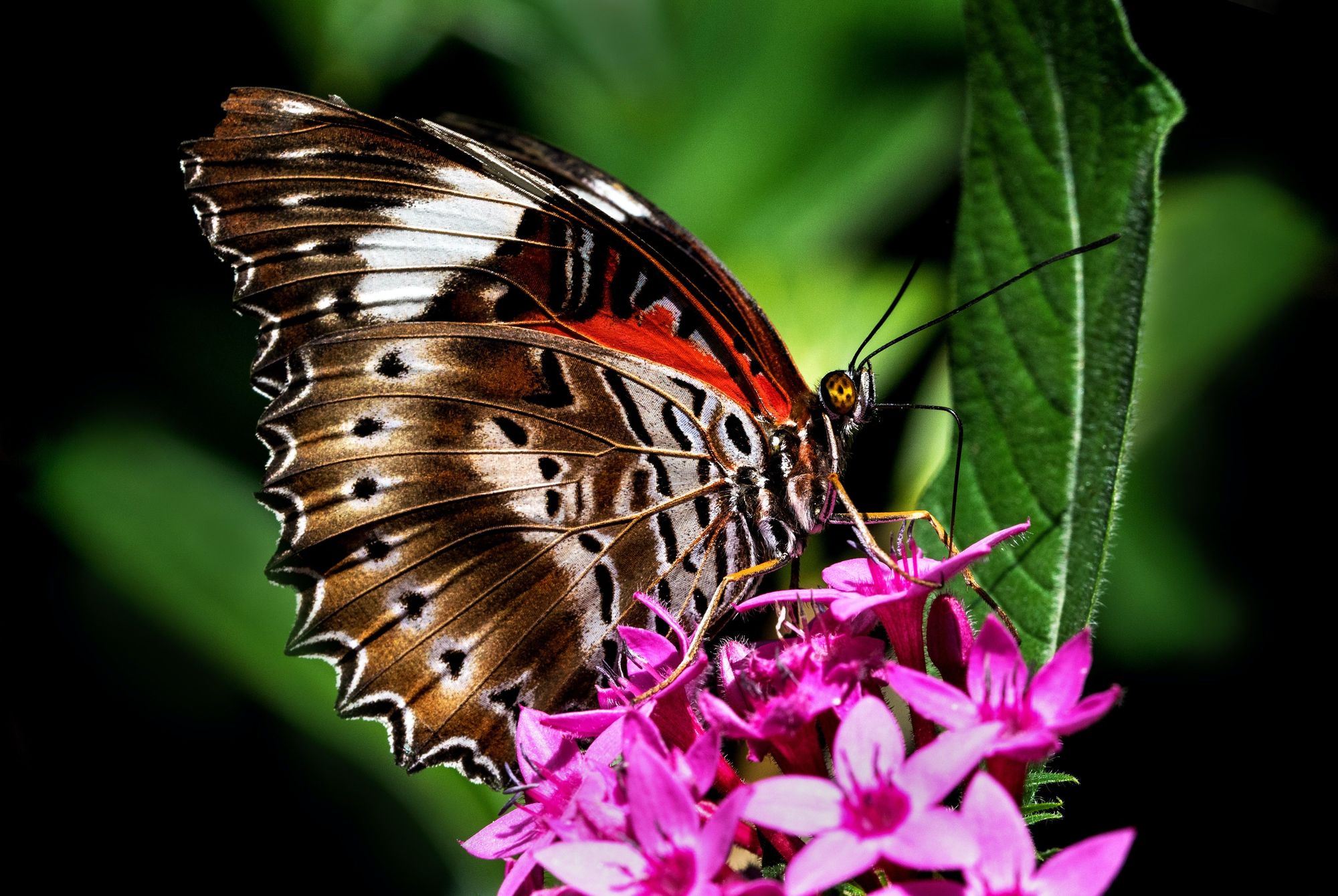 Visit Key West Butterfly And Nature Conservatory - For Nature Lovers