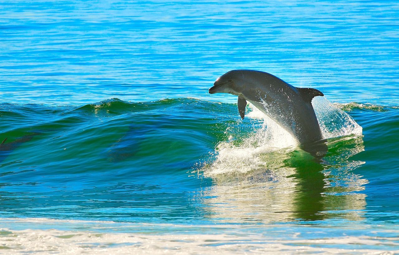 Fort De Soto Park Dolphin Sightings