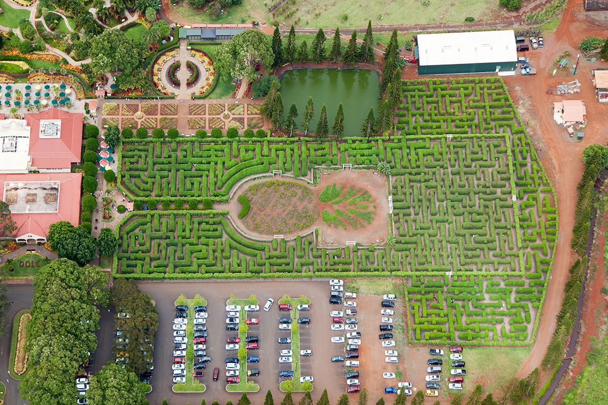 World's Largest Pineapple Maze