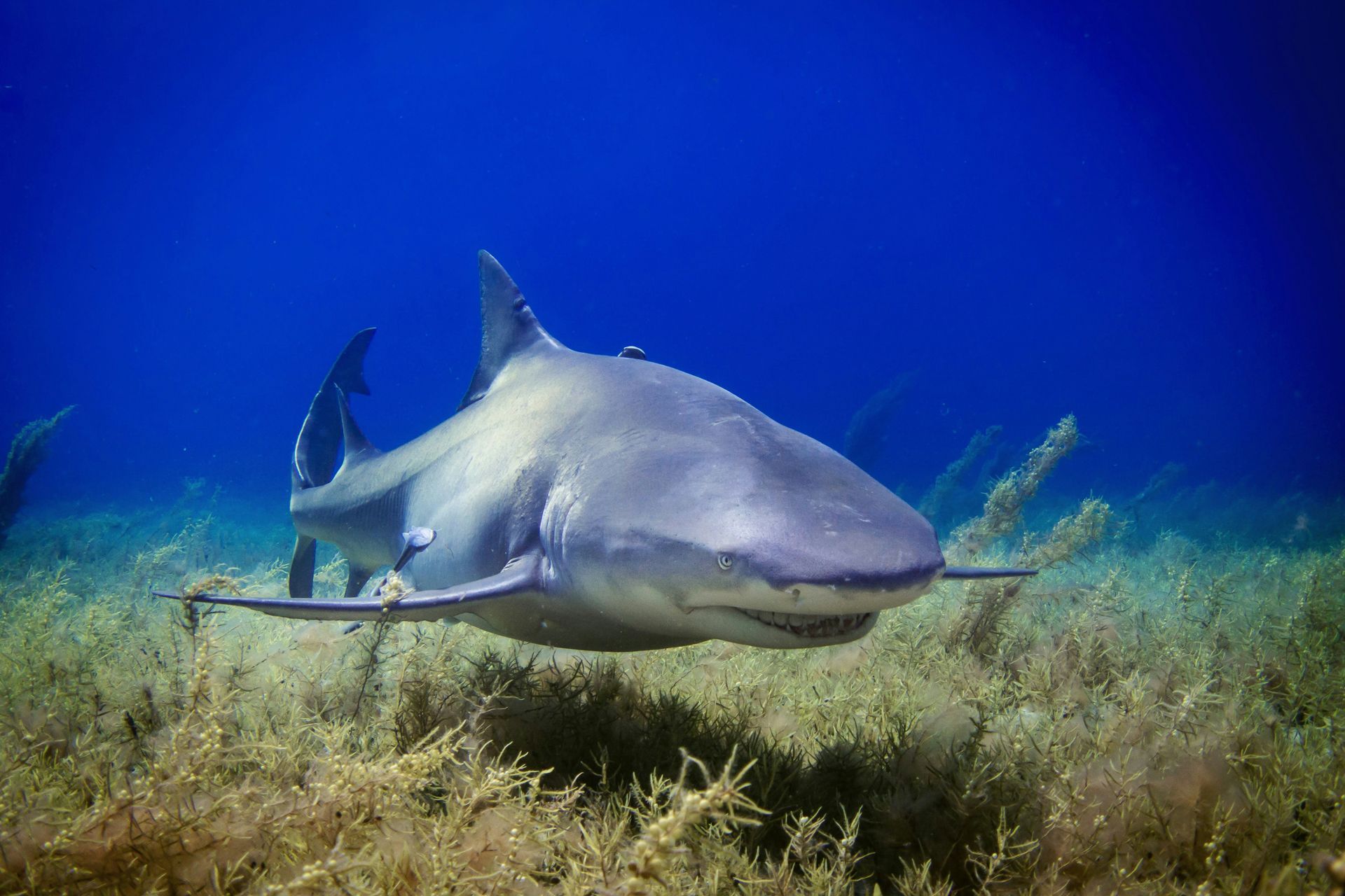 Lemon Shark