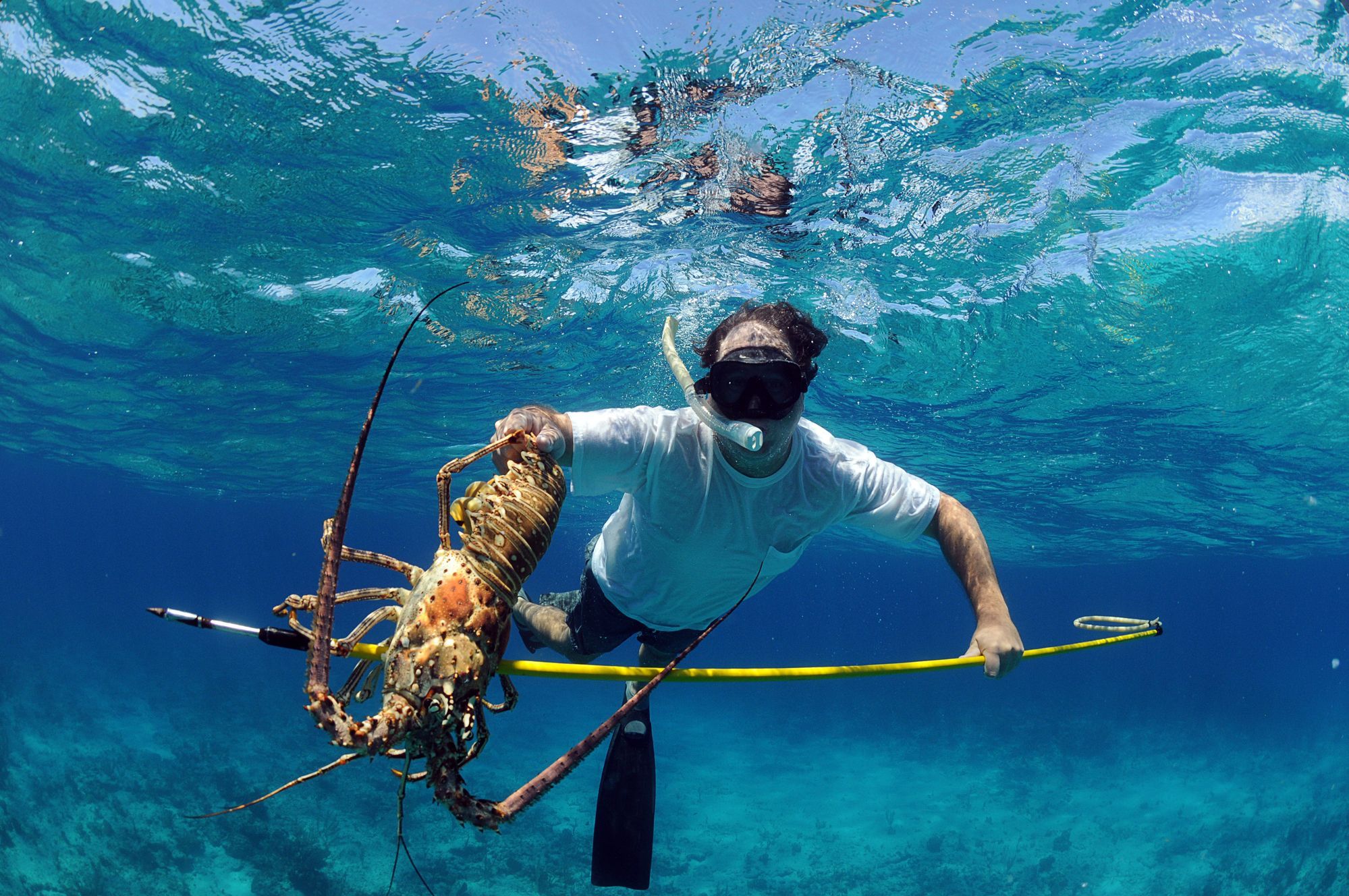 Key West Lobster Season