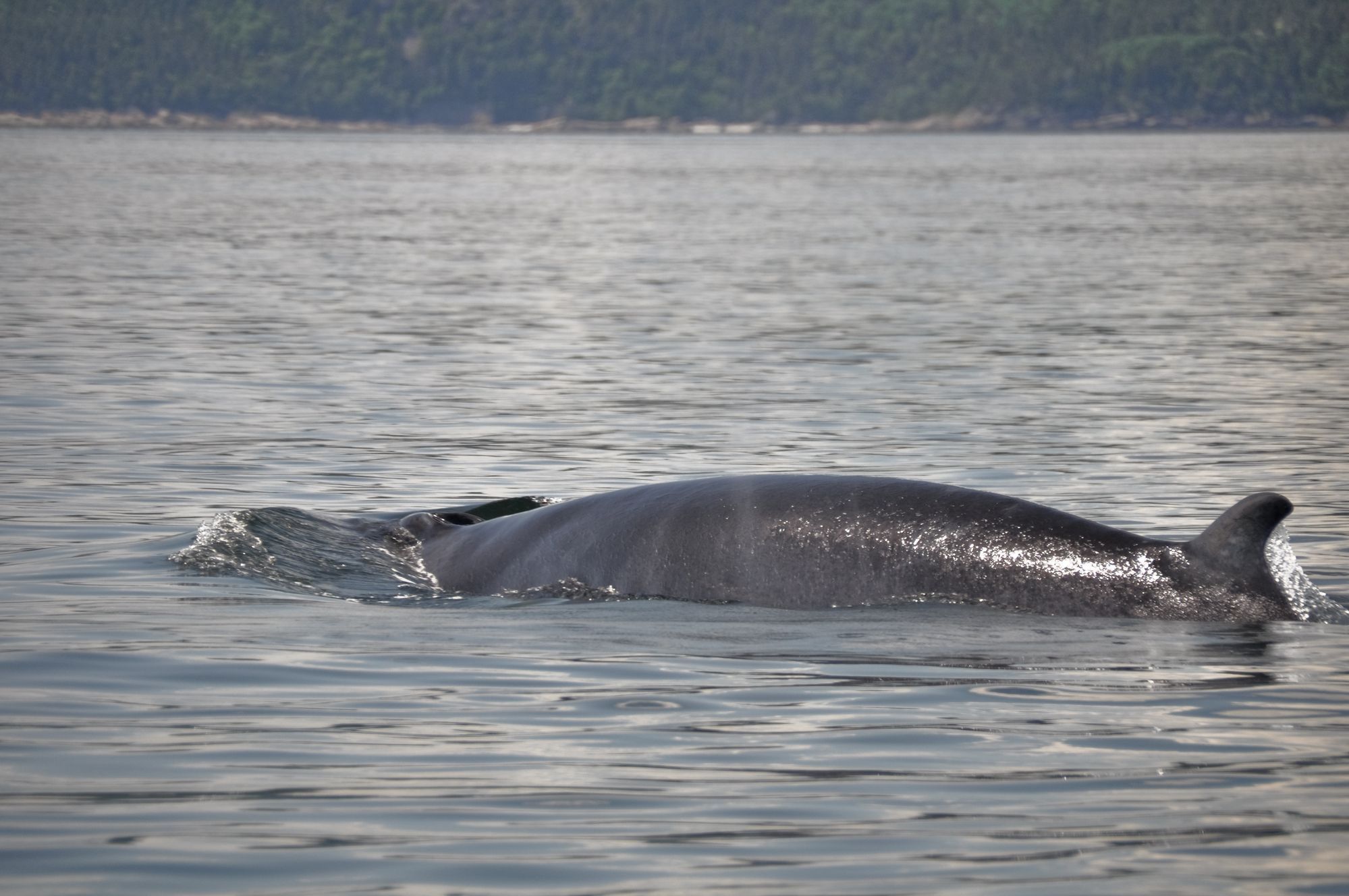 Fin Whale In Alaska