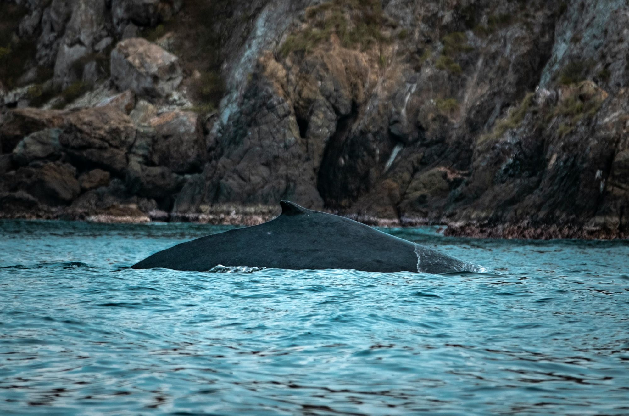 Wildlife Viewing At Resurrection Bay